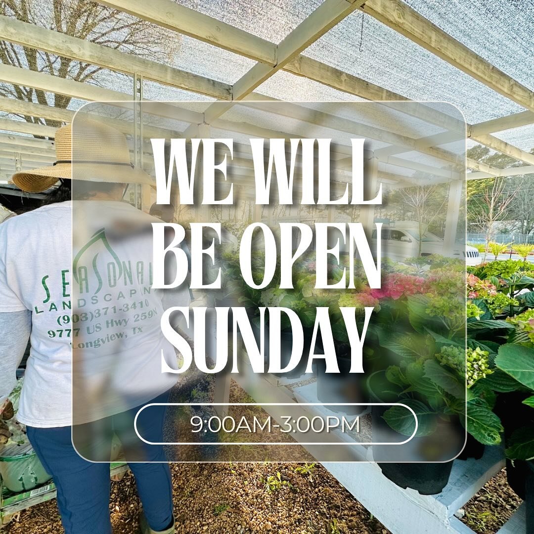 Sunday Funday! ☀️ 
You work hard, you deserve some plant therapy, We&rsquo;ve got you covered, hardworking folks! Our nursery will be OPEN Sunday, so take a break and come satisfy your plant cravings! #SundayShopping #PlantLove #NurseryLife

 &ldquo;