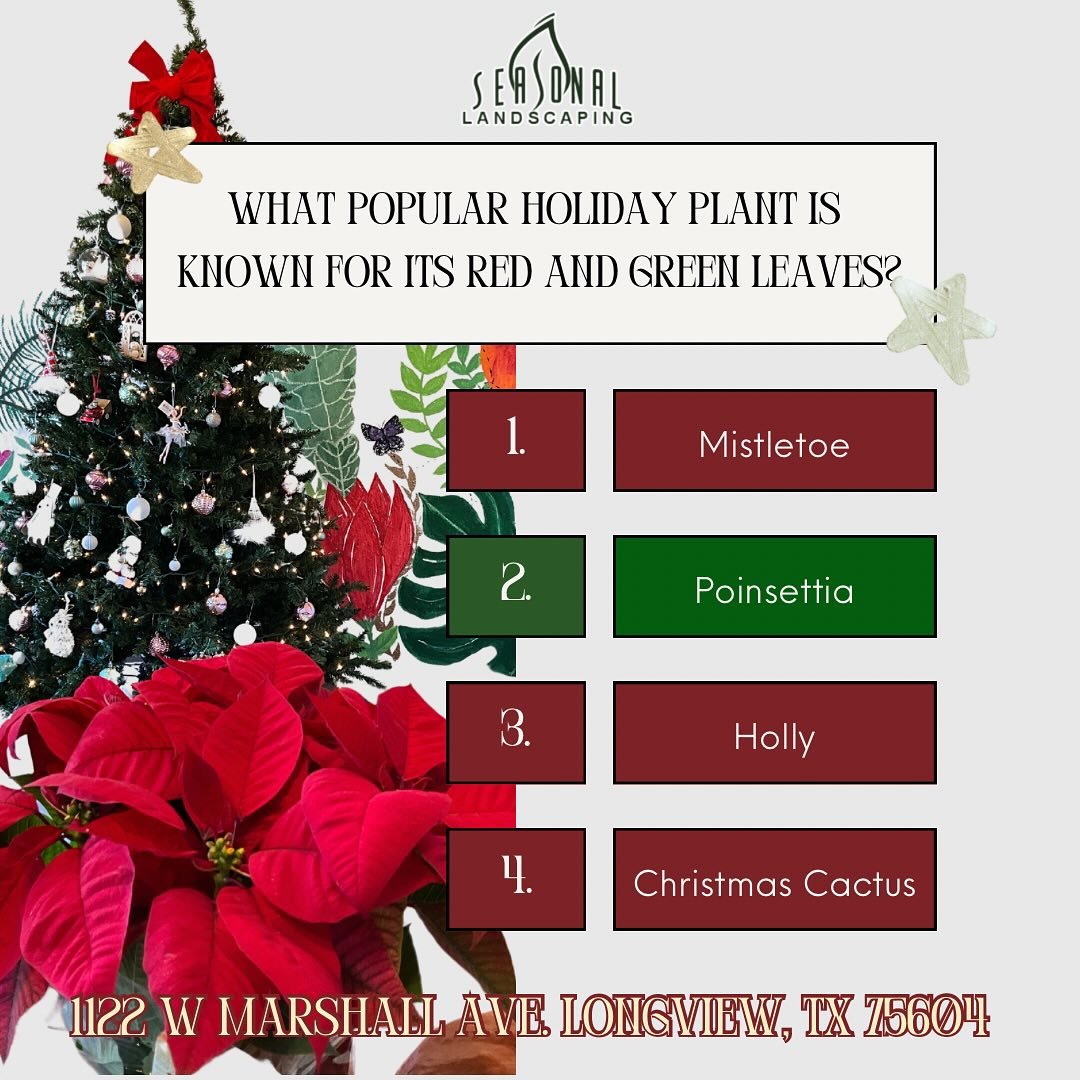 Deck the halls with festive cheer! Fresh poinsettia plants for sale, perfect for holiday decorating! ⛄️
 
- PRICED AT ONLY $8.00 ! 🛒

Feel free to shop and pick the one that fits your style !🎁

📍 Visit Us: 1122 W Marshall Ave. Longview, Tx 75604