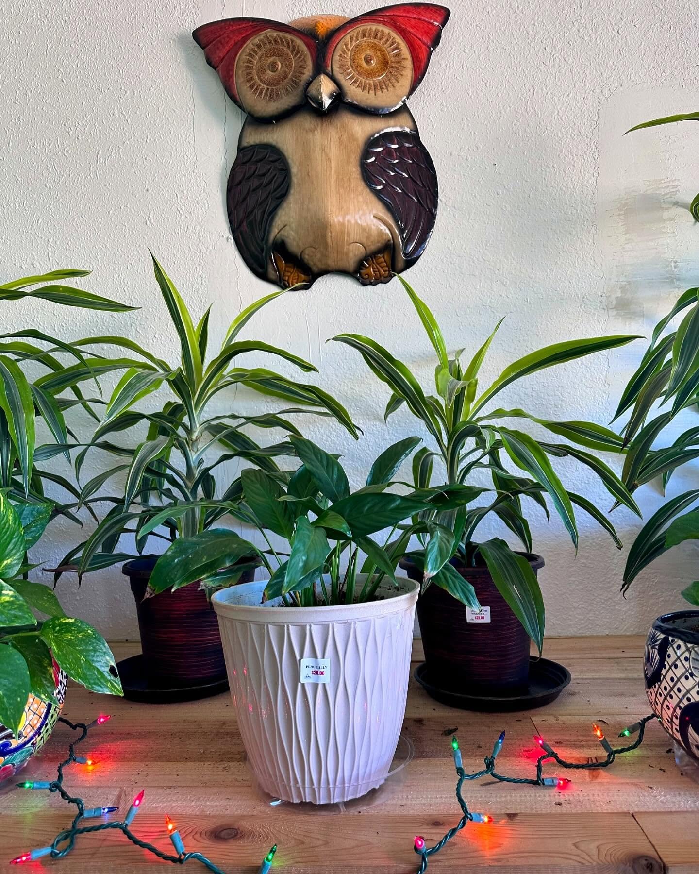 Staying Indoor With These Beauties 😍 Won&rsquo;t Be Hard This Winter ❄️

So much fun to look at and fill up your home with peace, joy and love during the holiday seasons ! 🍃 

📍 Visit Us: 1122 W Marshall Ave. Longview, Tx 75604