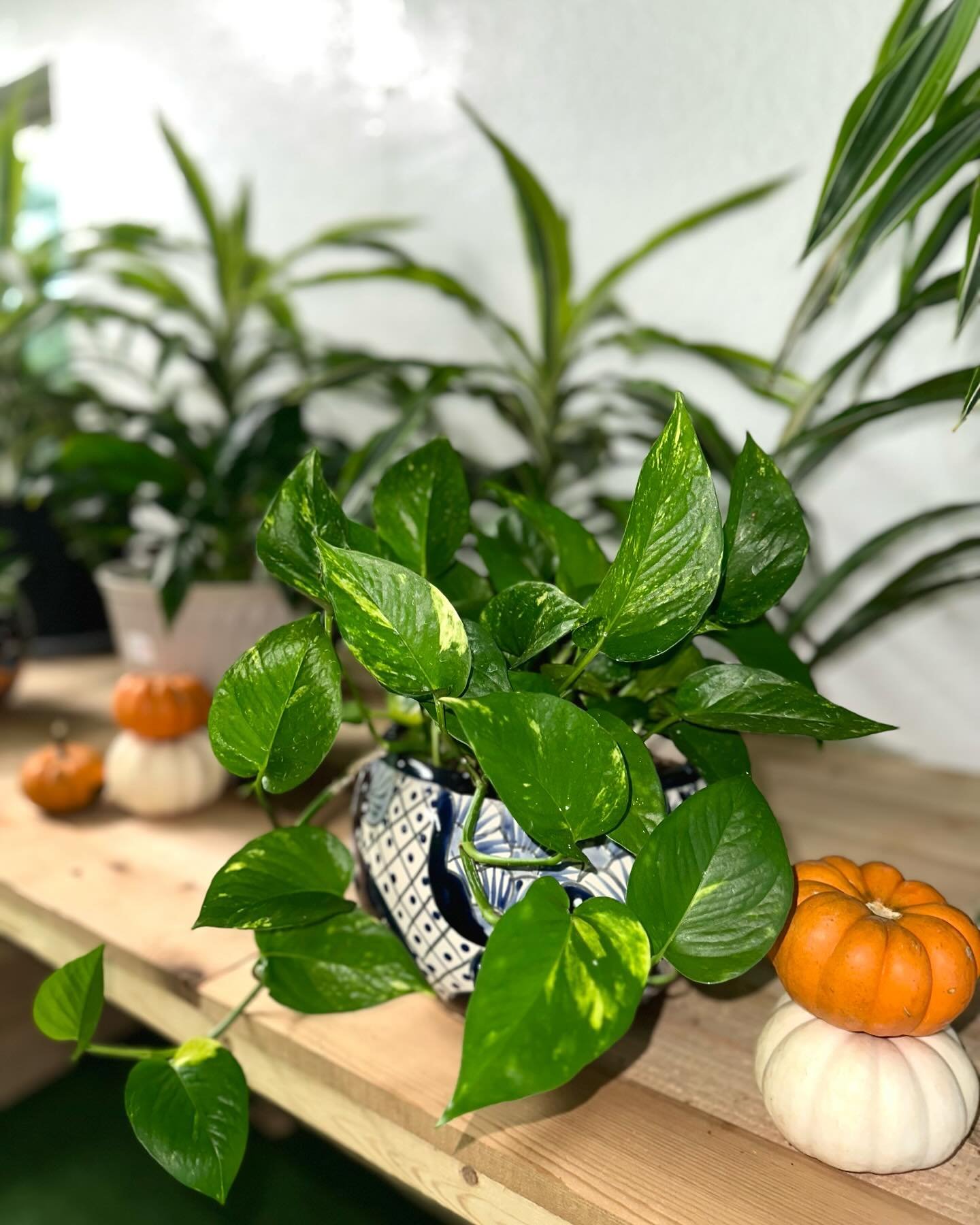 For All Our Indoor Plant Lovers , We Are Here Waiting For You ! 🪴

Indoor plants have many wonderful benefits apart from their beauty ✨ 
These eye catching plants will brighten up any room, office or home ! 🏡 

📍 Don&rsquo;t Hesitate To Visit Us !