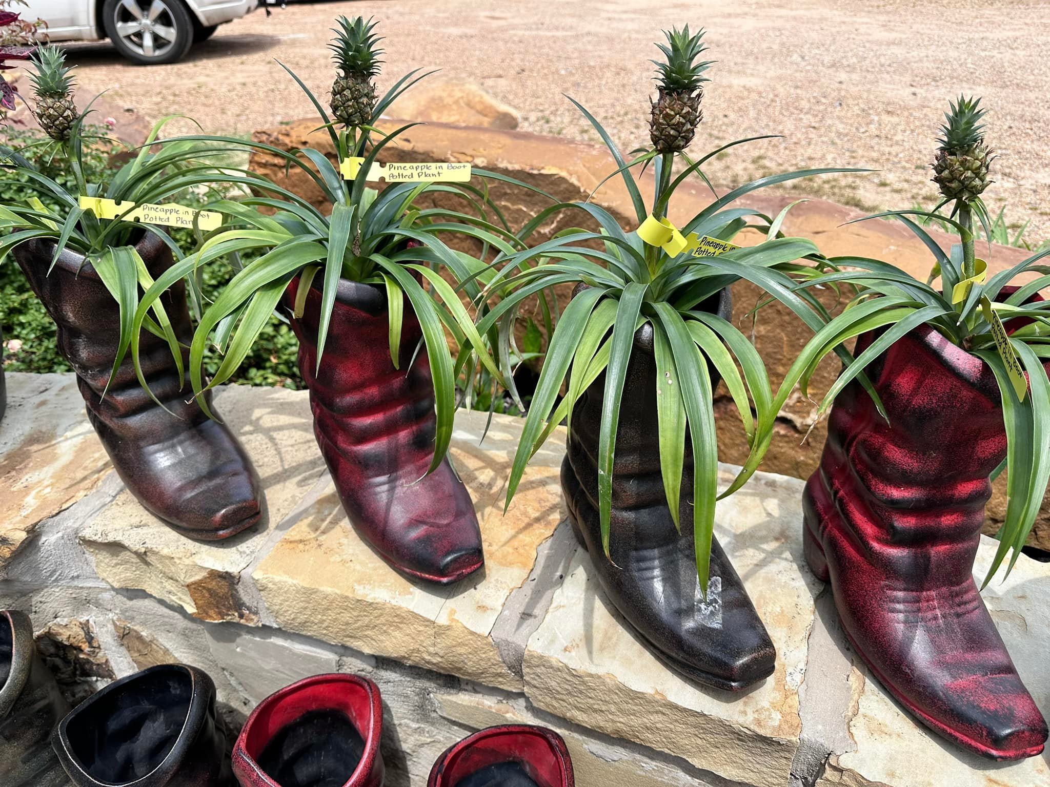 Shop for unique and beautiful plants 🪴 

We have many plants that will stand out in your home , check out our selection of daylilies of many beautiful  colors ! 🌸

📍 Visit us: 9777 Us Hwy  259N, Longview , Tx
📞 Call us: (903) 371-3410