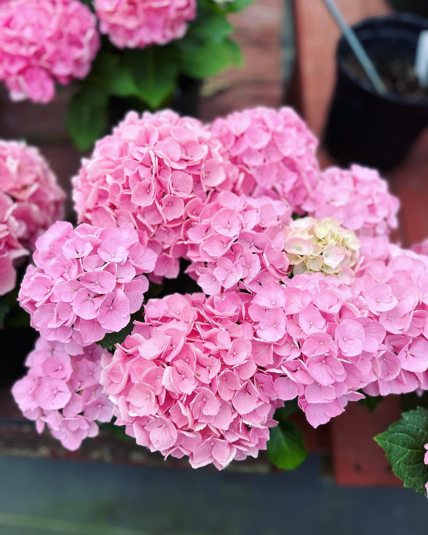 Hydrangeas for sale 🌸