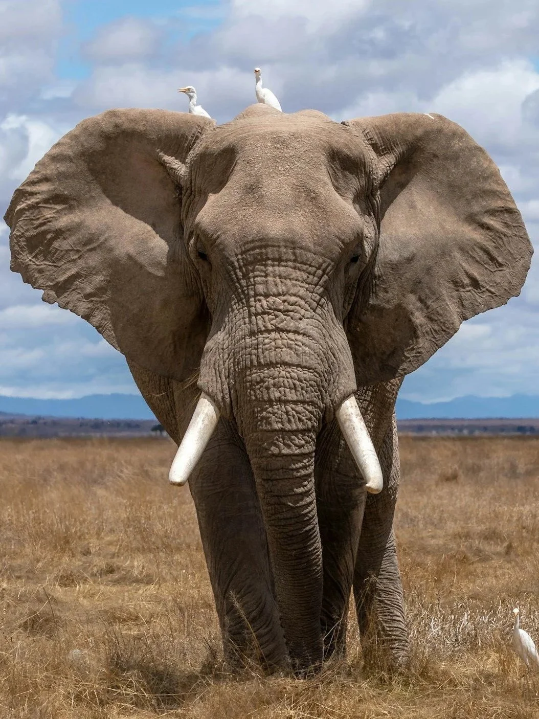 elephant symbol representing strength, confidence, and student potential in education
