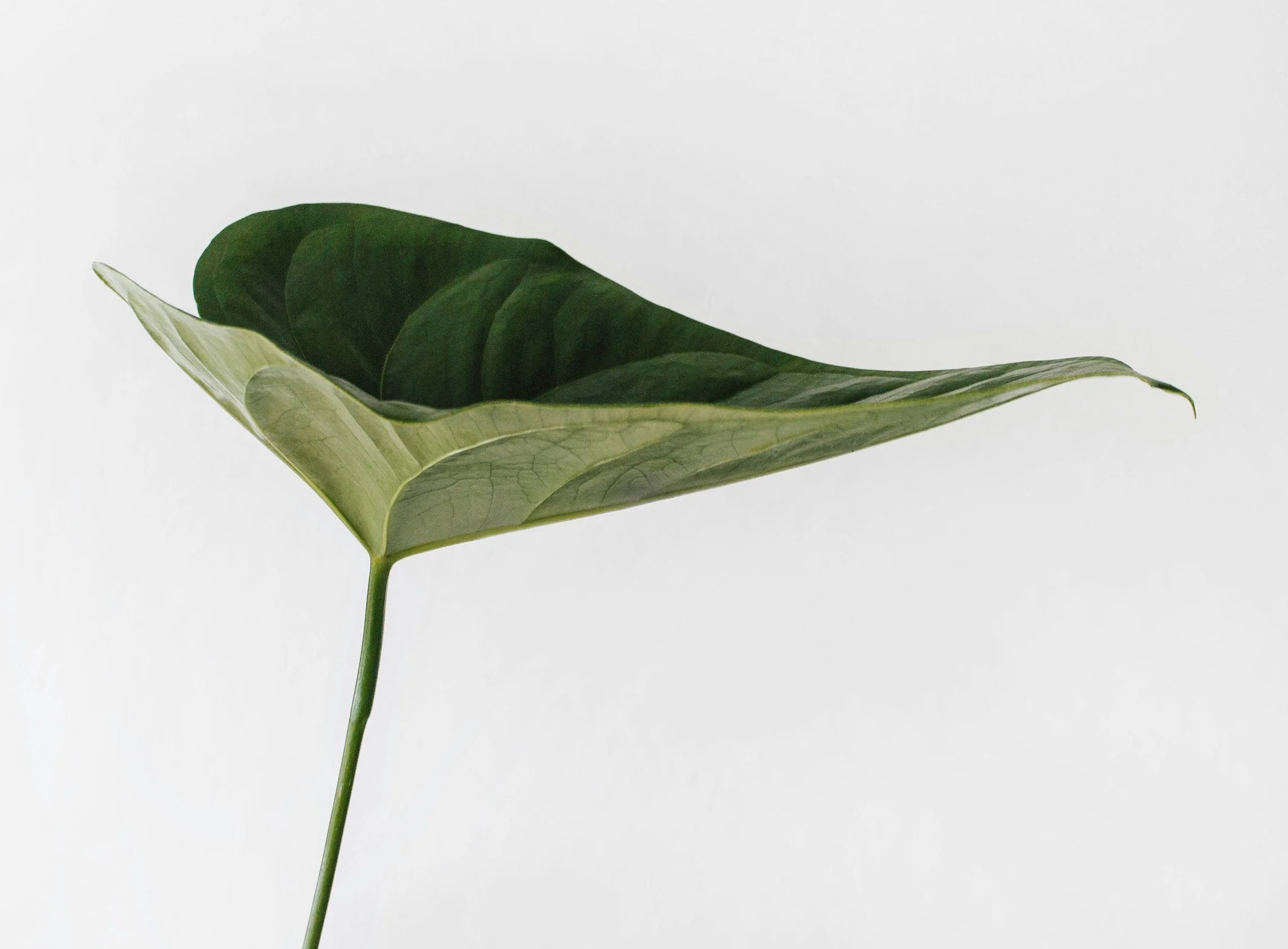 En grön växtblad på en tunn stam mot en vit bakgrund