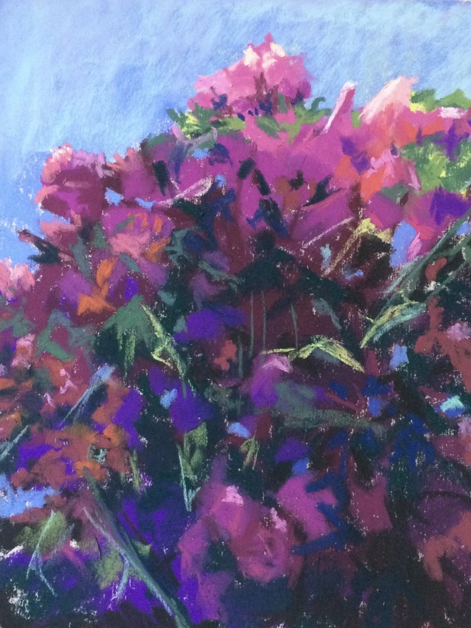 Bougainvillea
