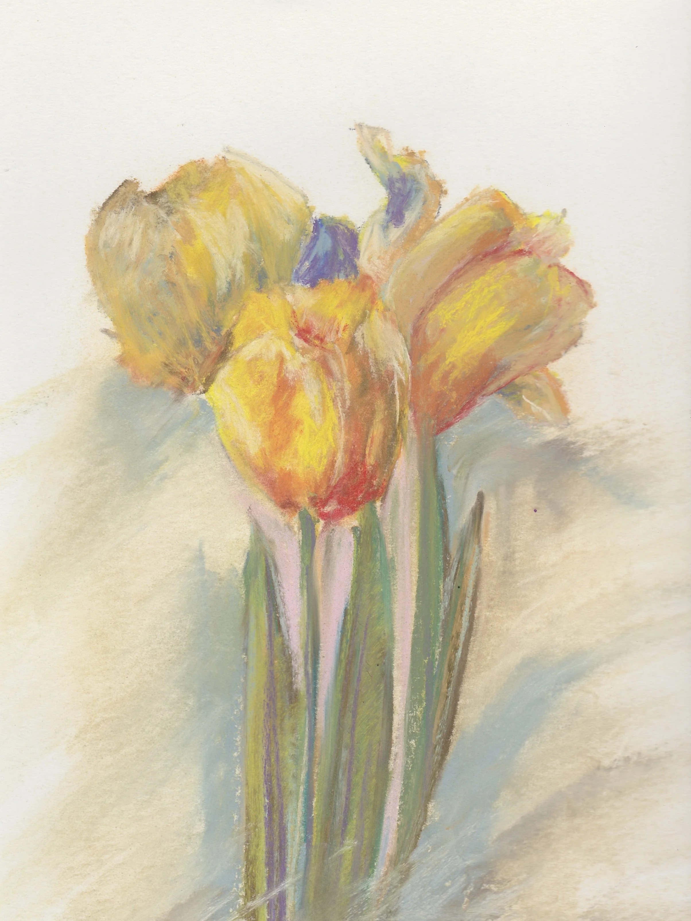 Three Tulips