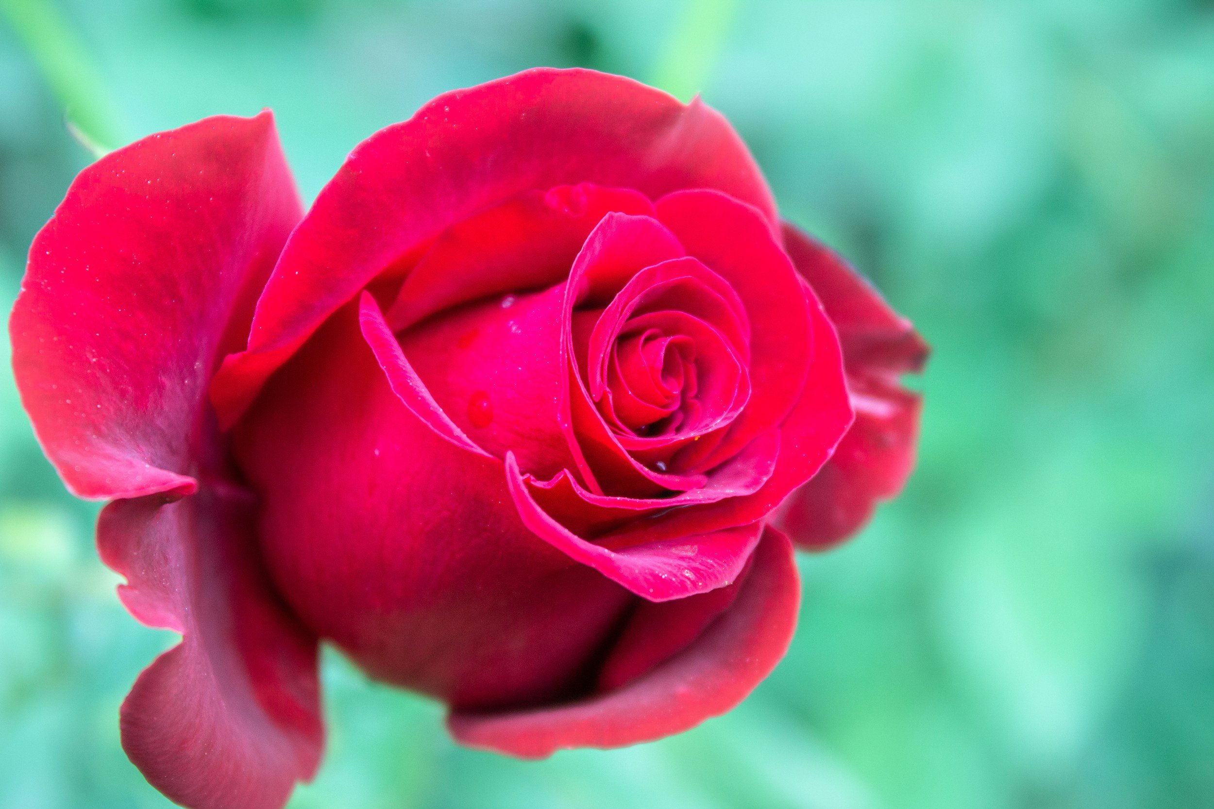 Rose 101