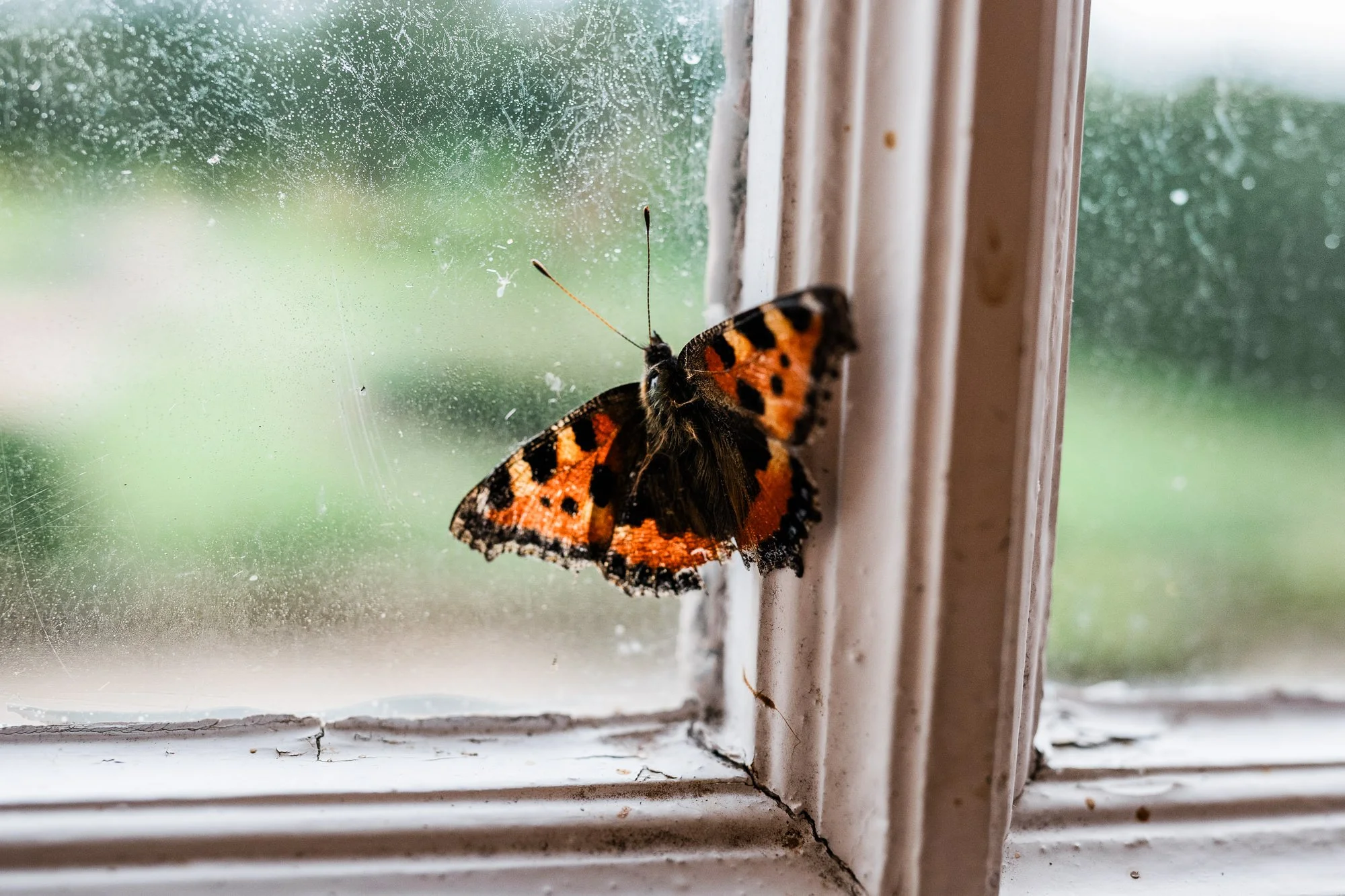 A butterfly rests on the window frame inside Kinmount House.
