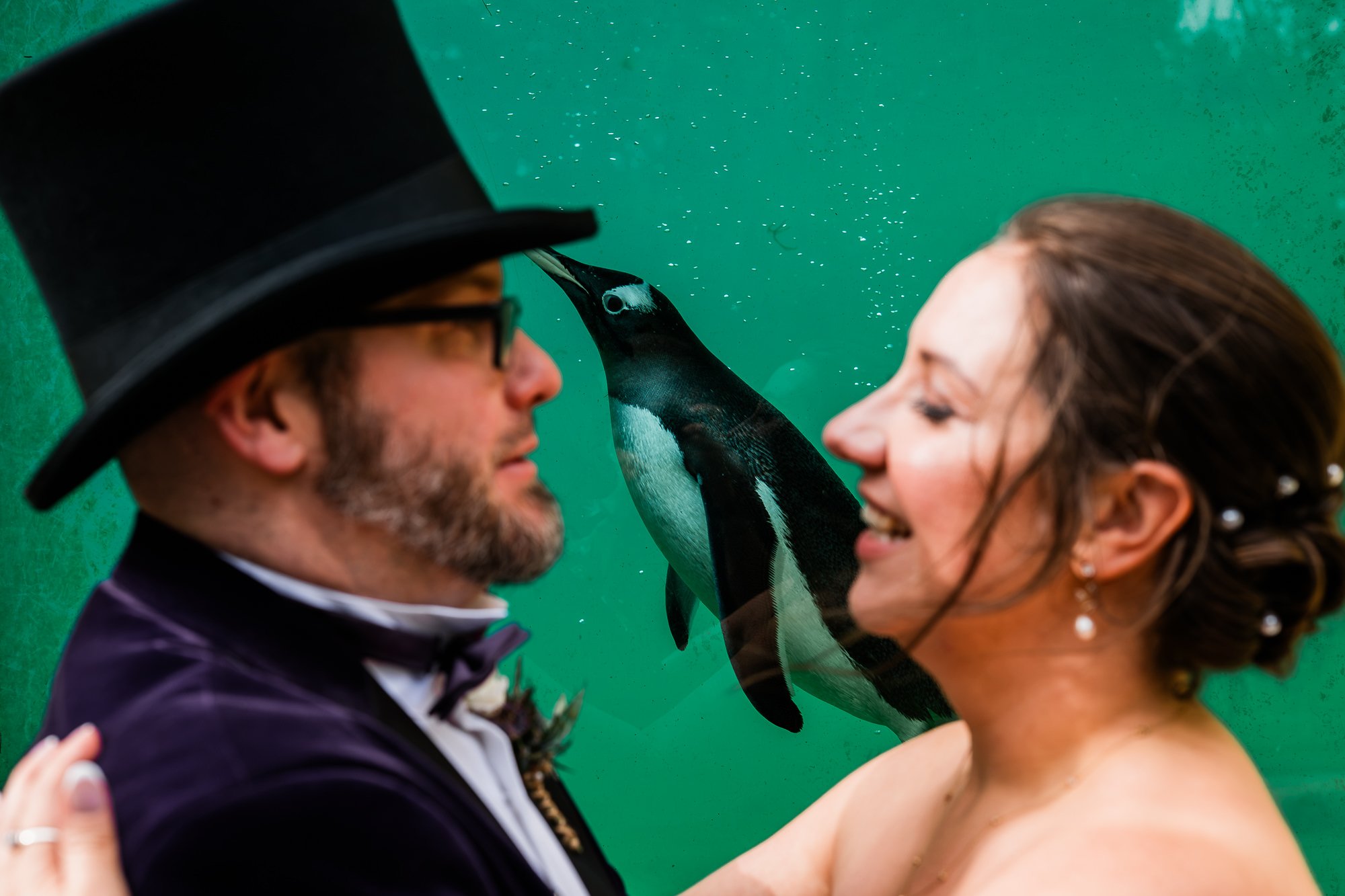 Bride and groom with penguin in-between them at Edinburgh Zoo wedding