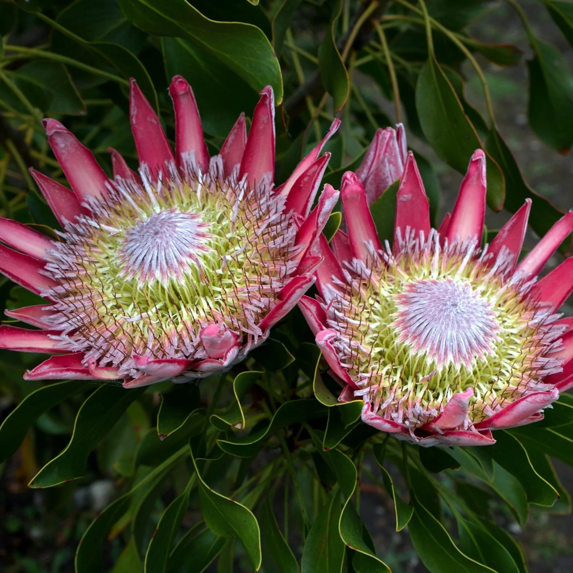 Newsletter February 2025