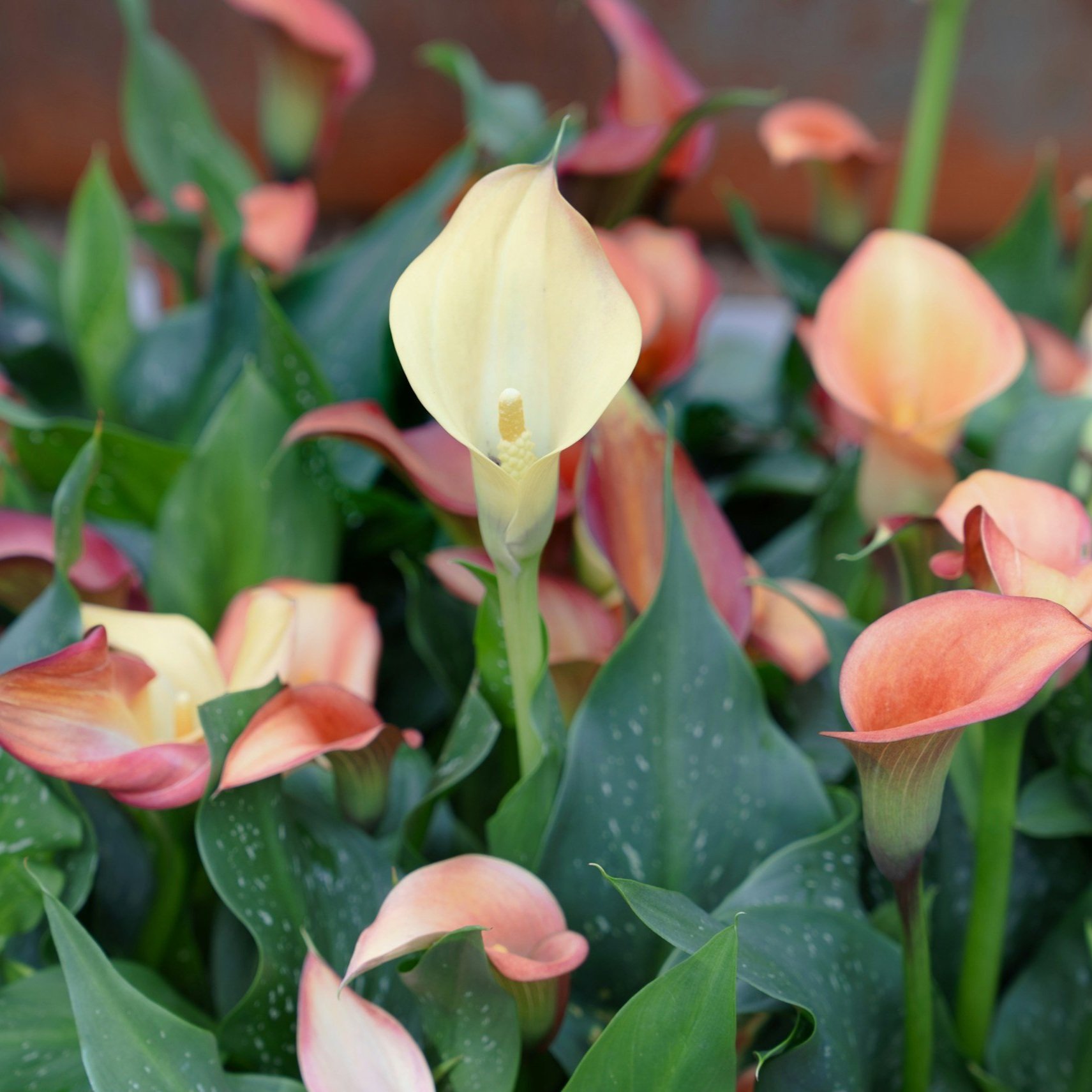 Newsletter January/February 2026