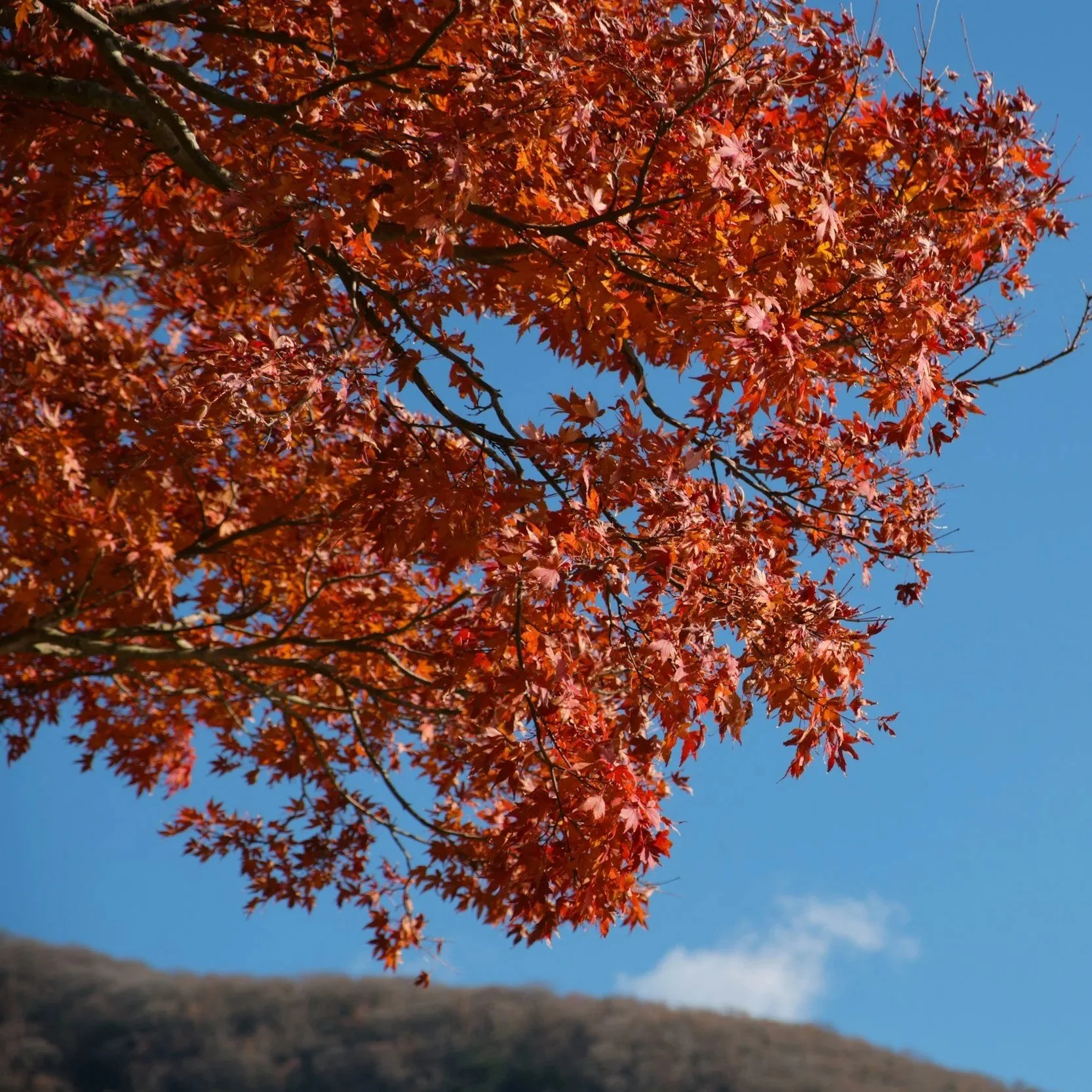 Newsletter March 2025