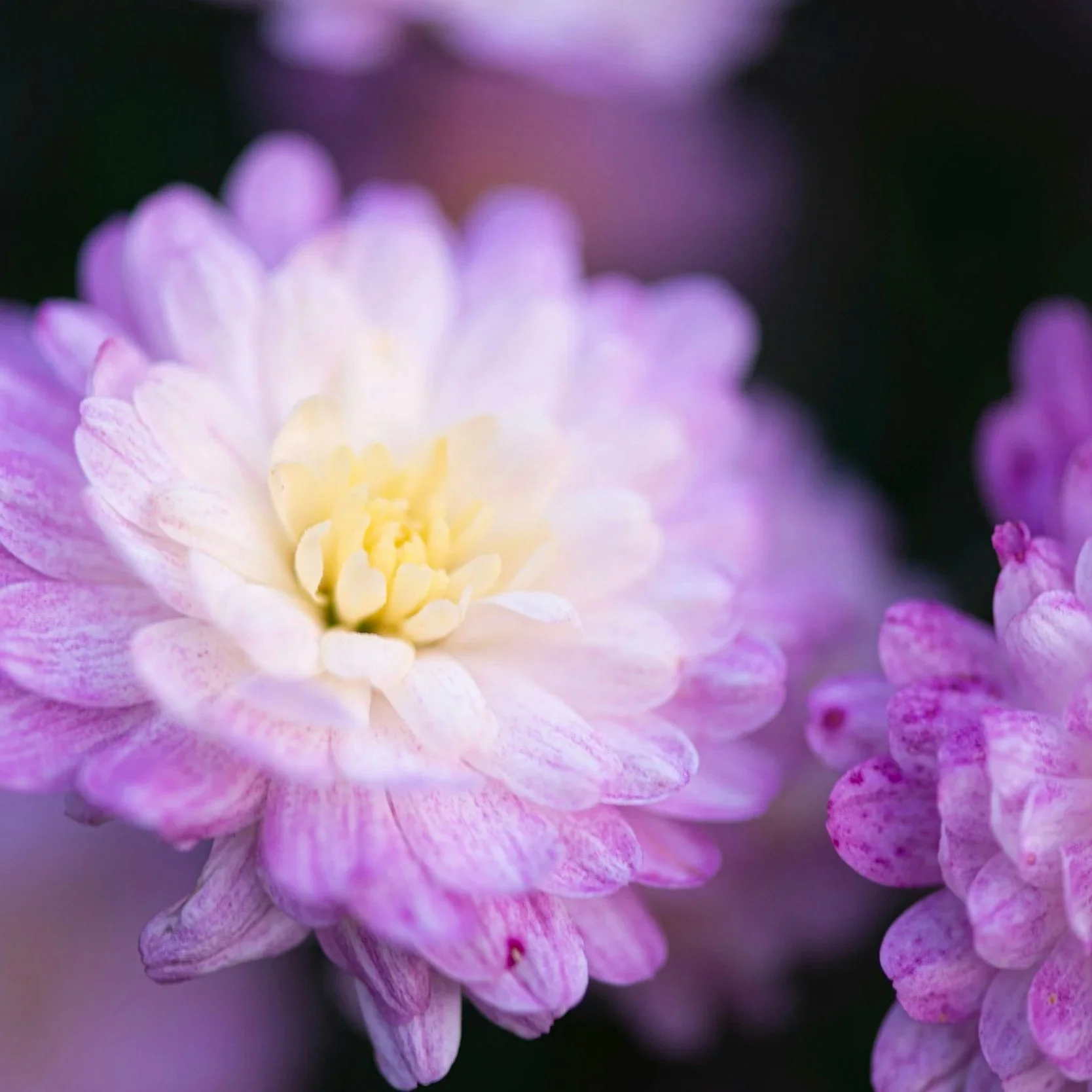 Newsletter March 2026