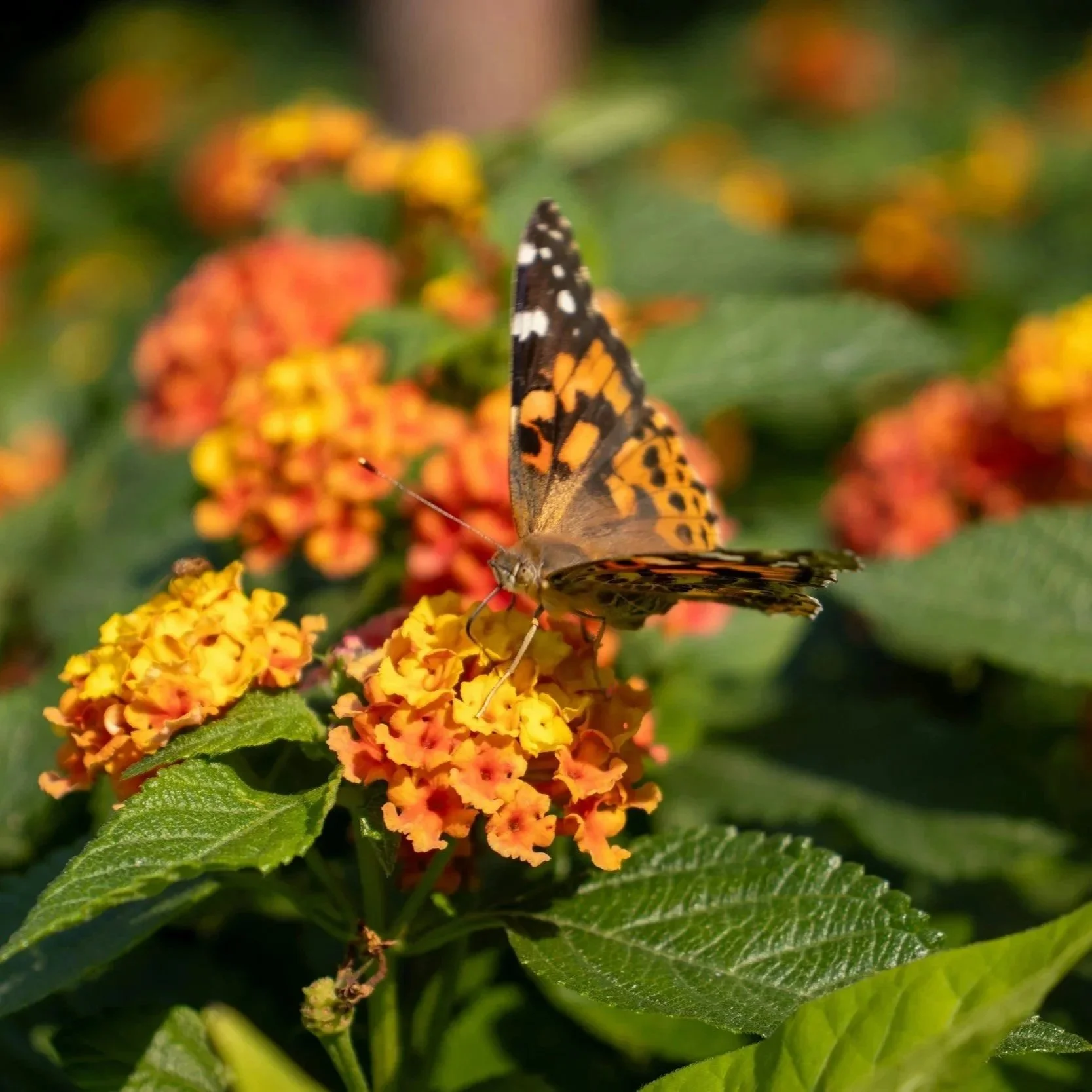 Newsletter September 2026