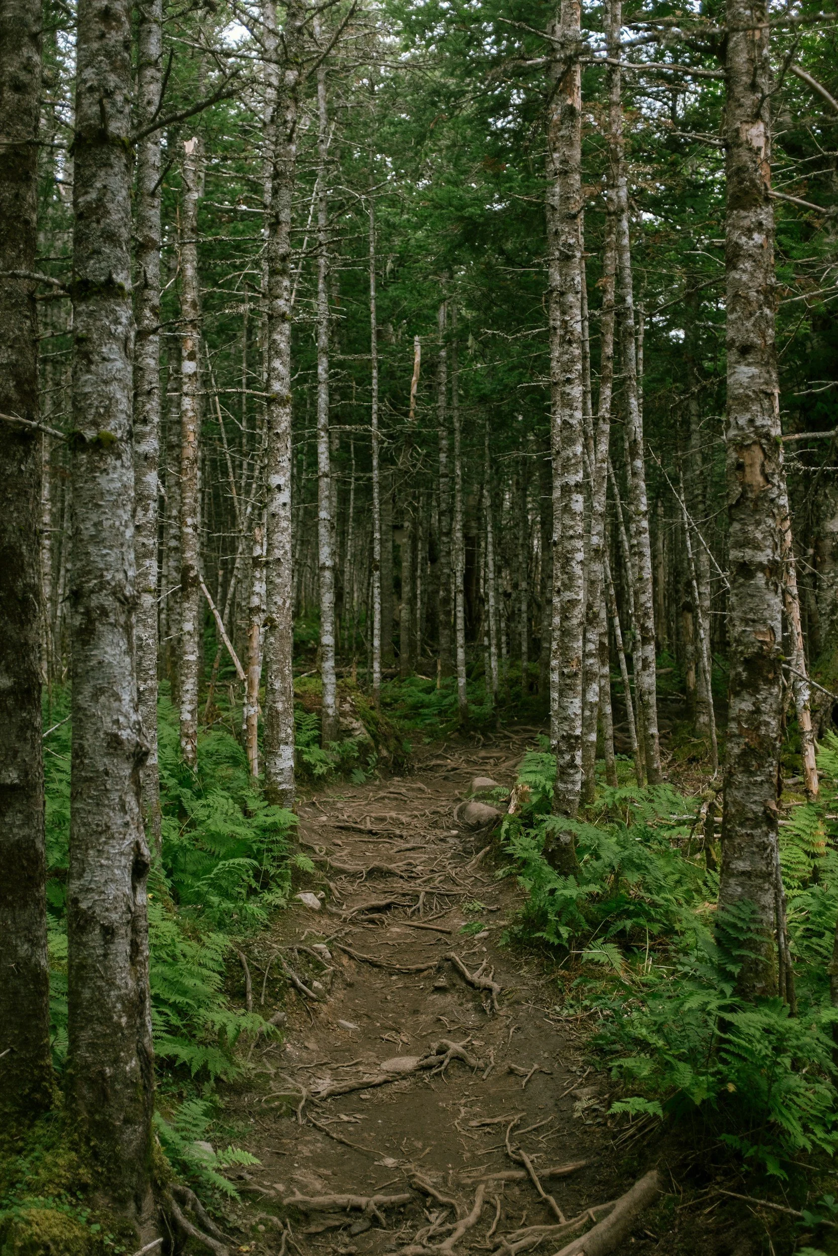 A footpath through a birch tree forest