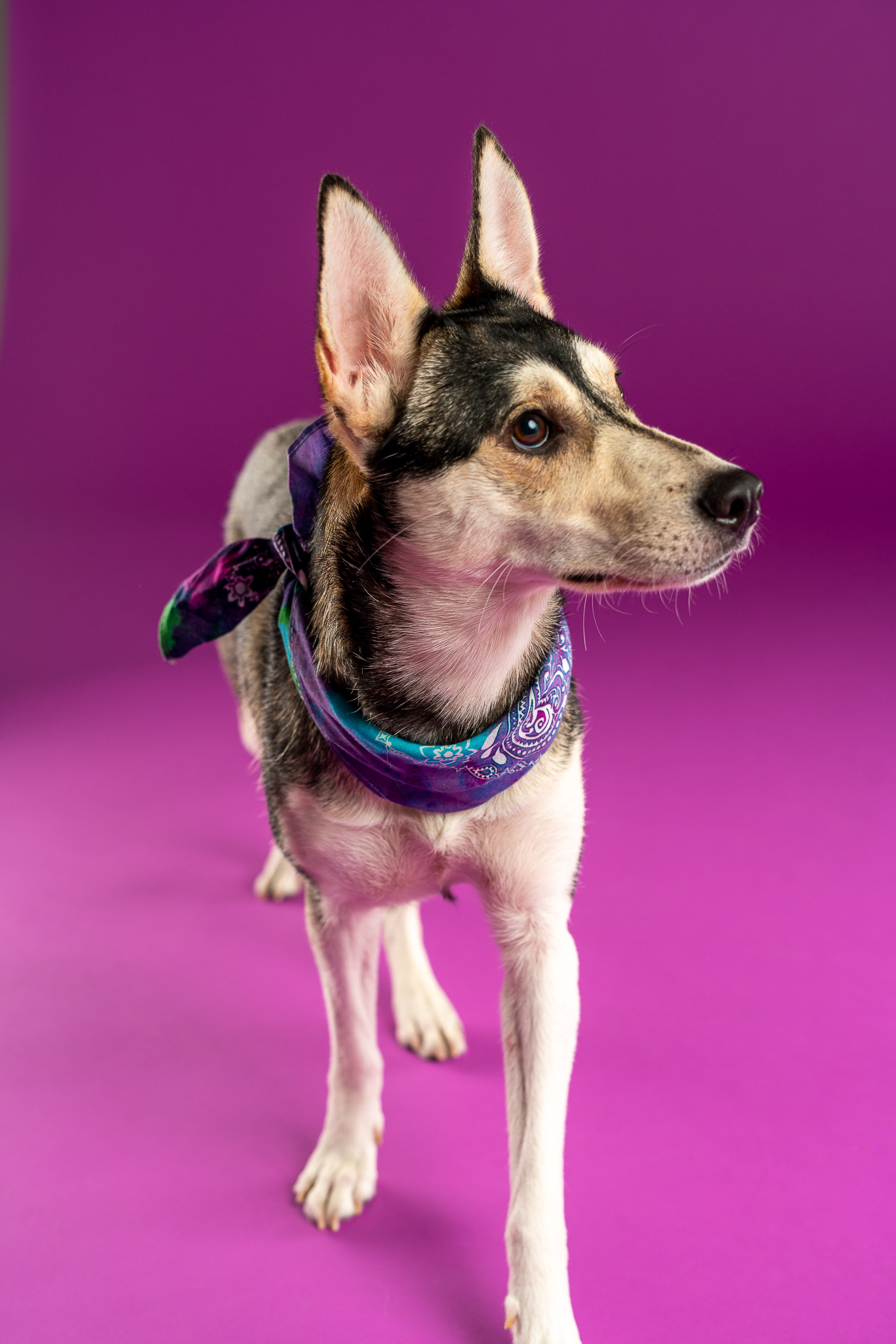 A dog with a husky-like face and erect ears wearing a purple bandana against a purple background.