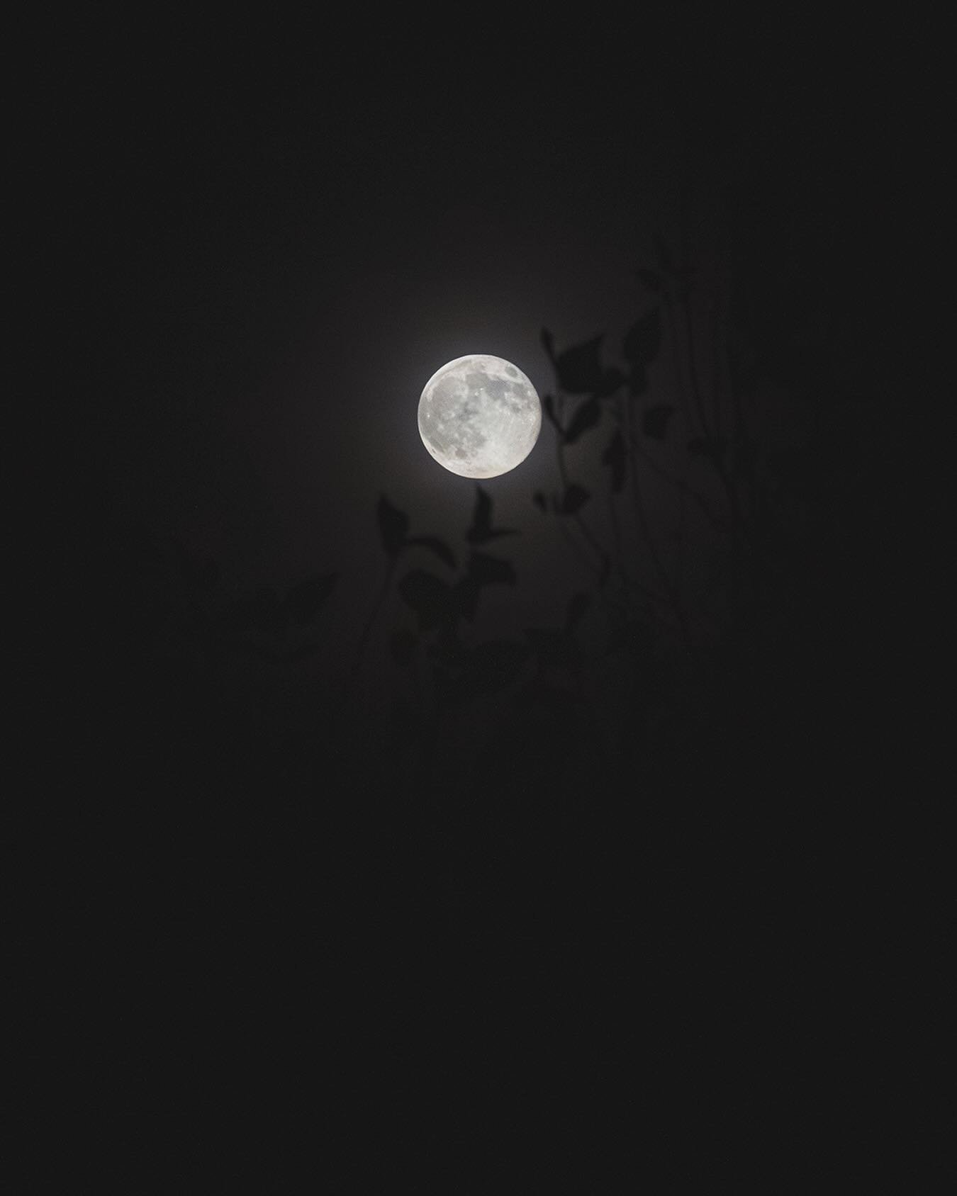 Beautiful full moon last night.

#moon #fullmoon #november #autumn #evening