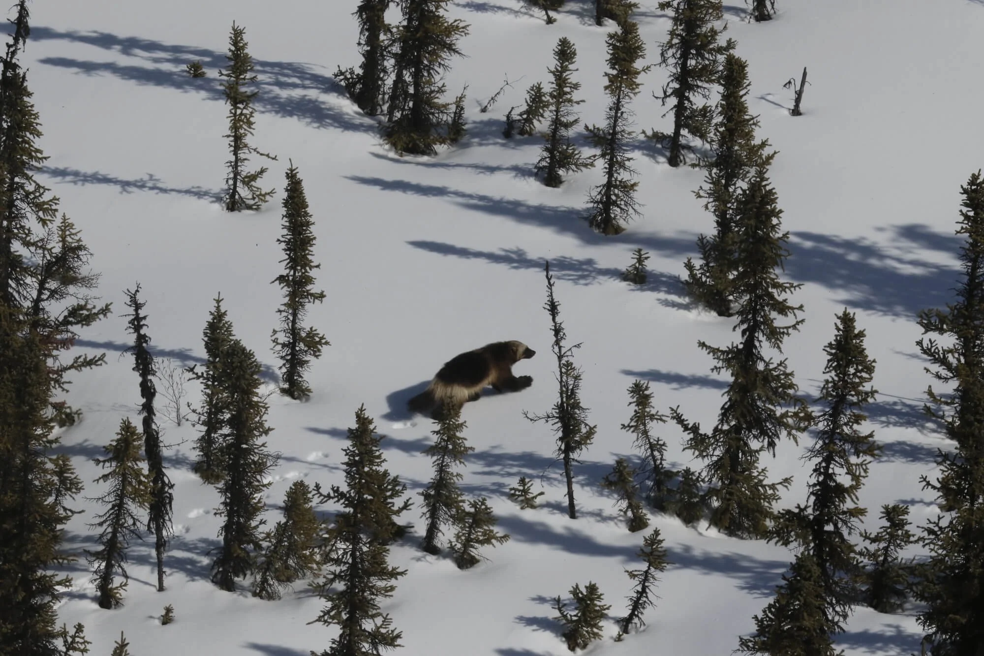 Symposium Tickets  2026