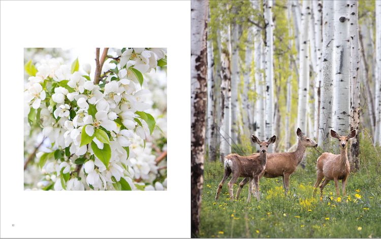 Dear_Park_City_by_Meander_Collection_Preview_5.png.jpeg