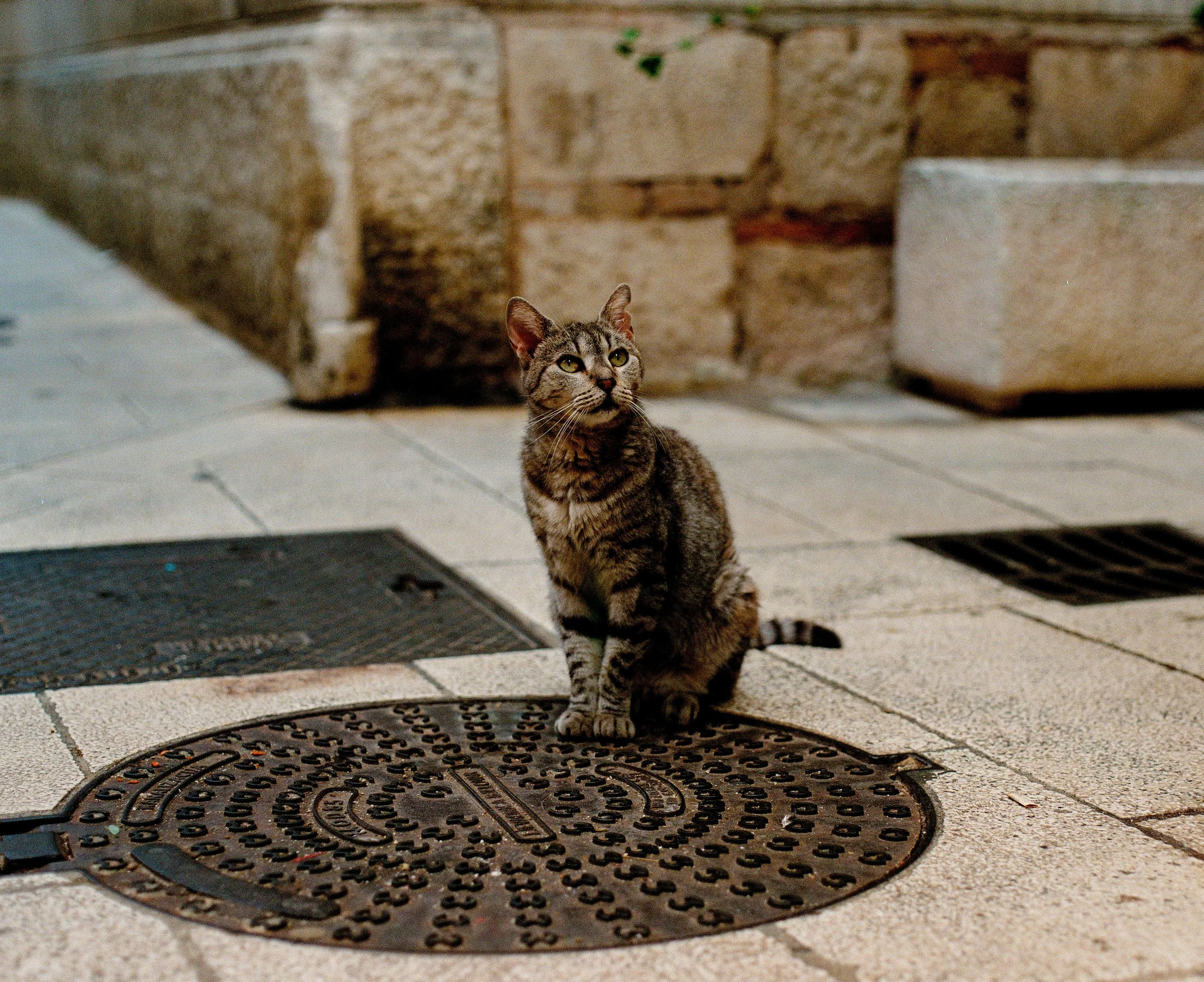 Curiosity killed the Cat.jpg
