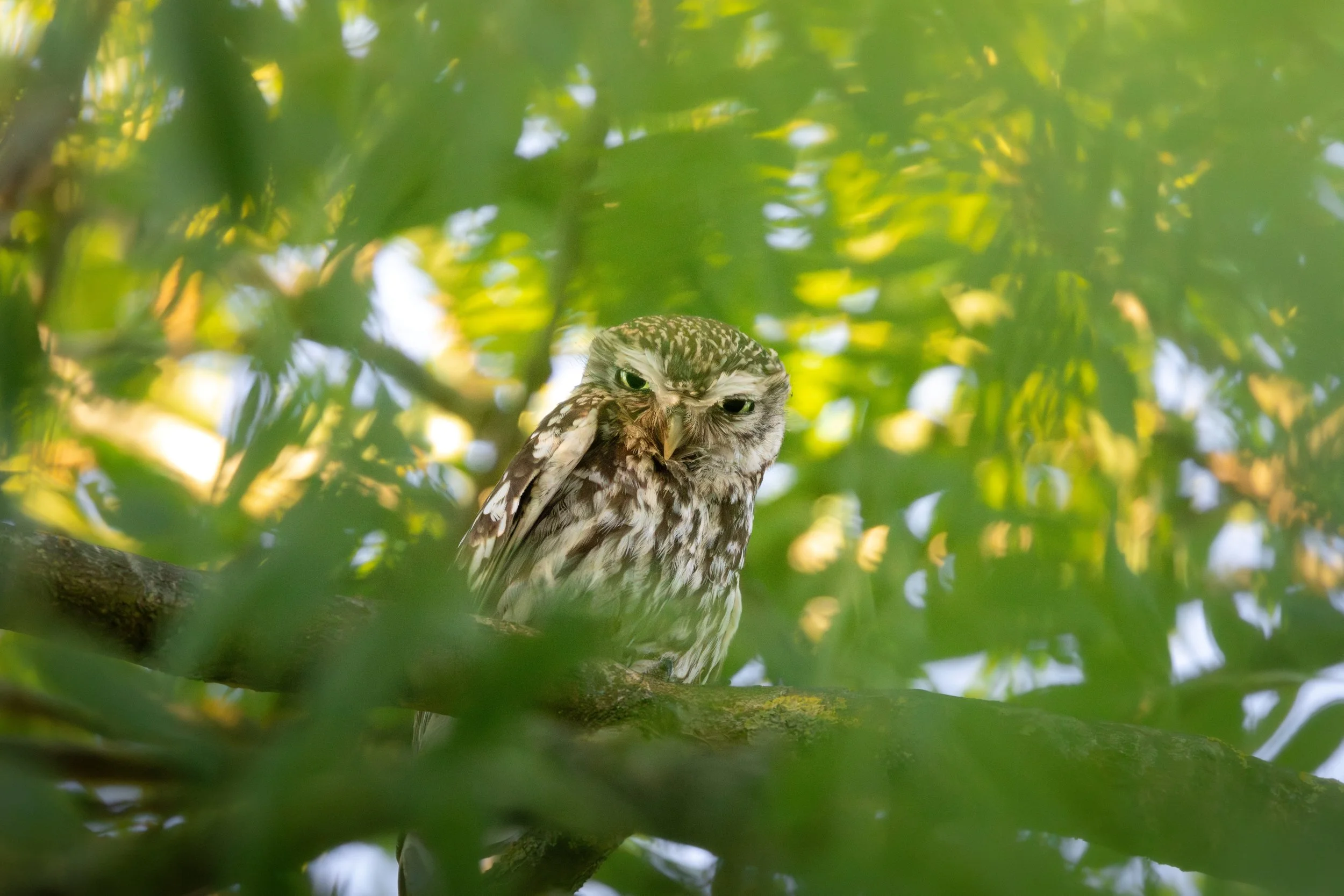 5R2A2655 smaller.jpg