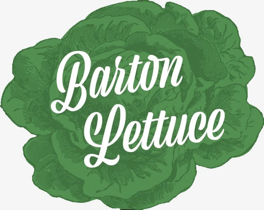 Illustration of a green lettuce with the text 'Barton Lettuce' written across it.