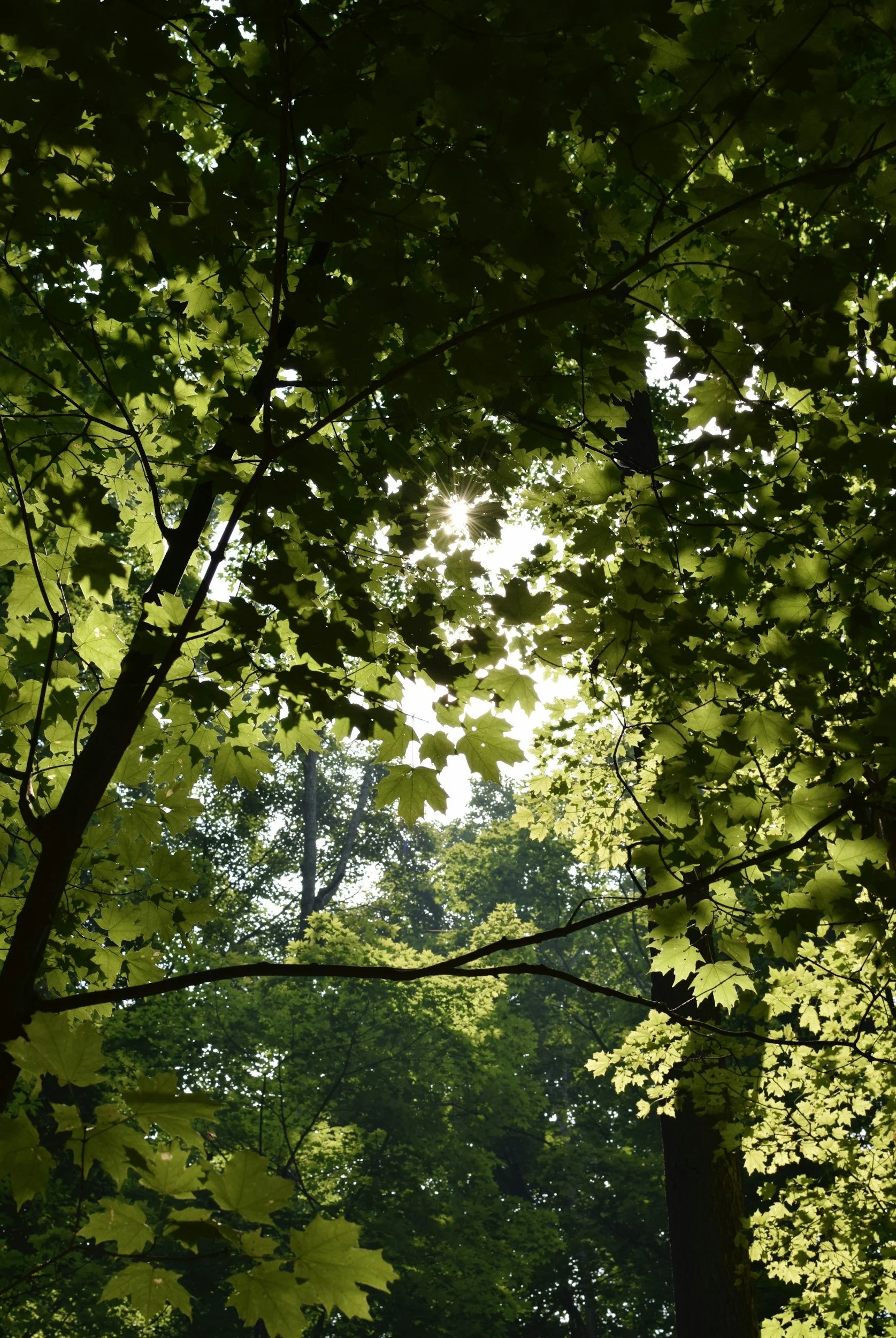 Sunlight shining through green tree leaves in a forest.