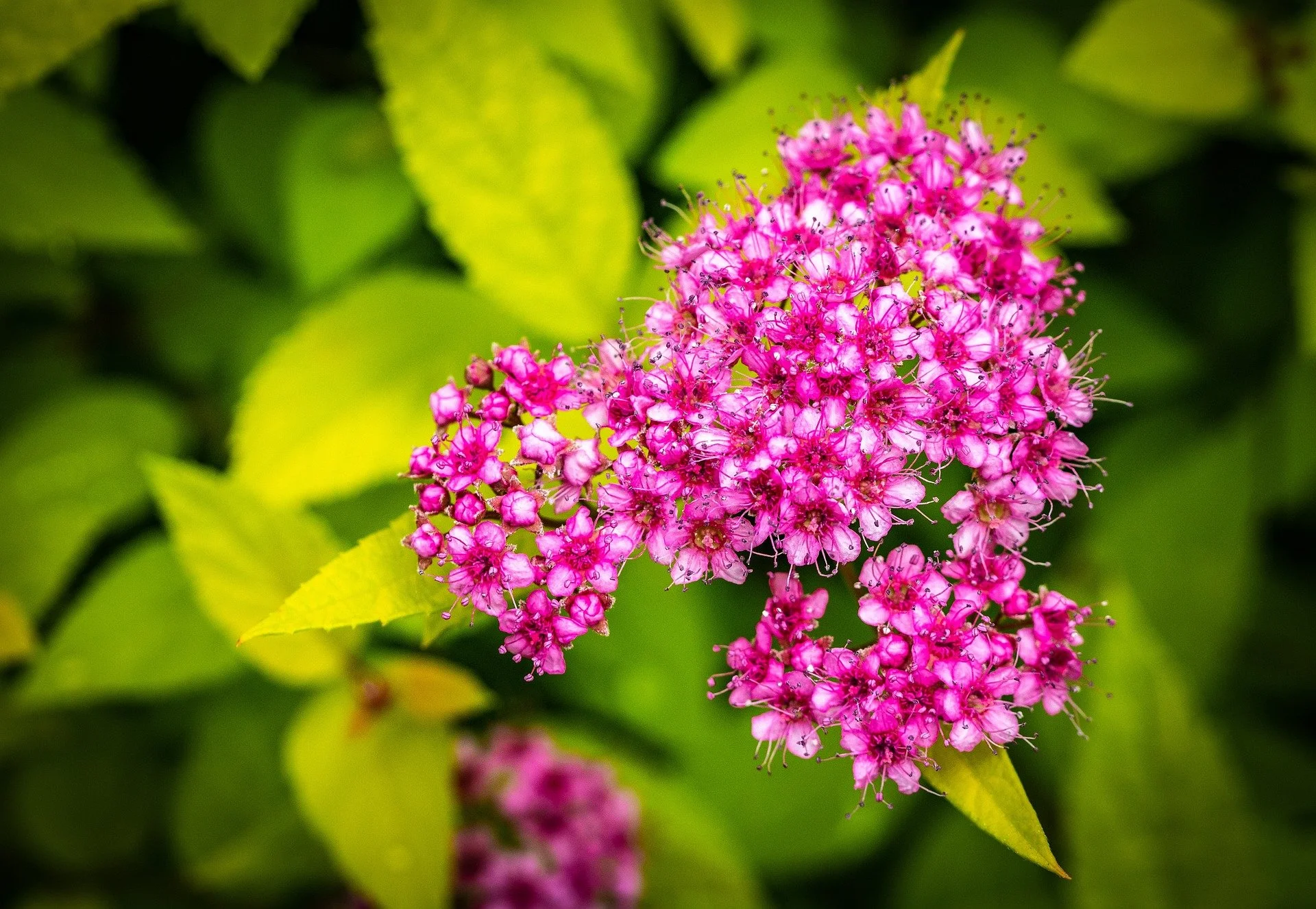 Close-up of a cluster of pink flowers with green leaves in the background.