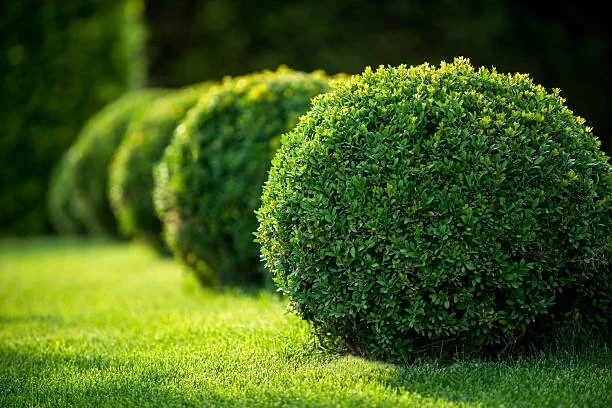 Row of trimmed round green bushes on a lawn.