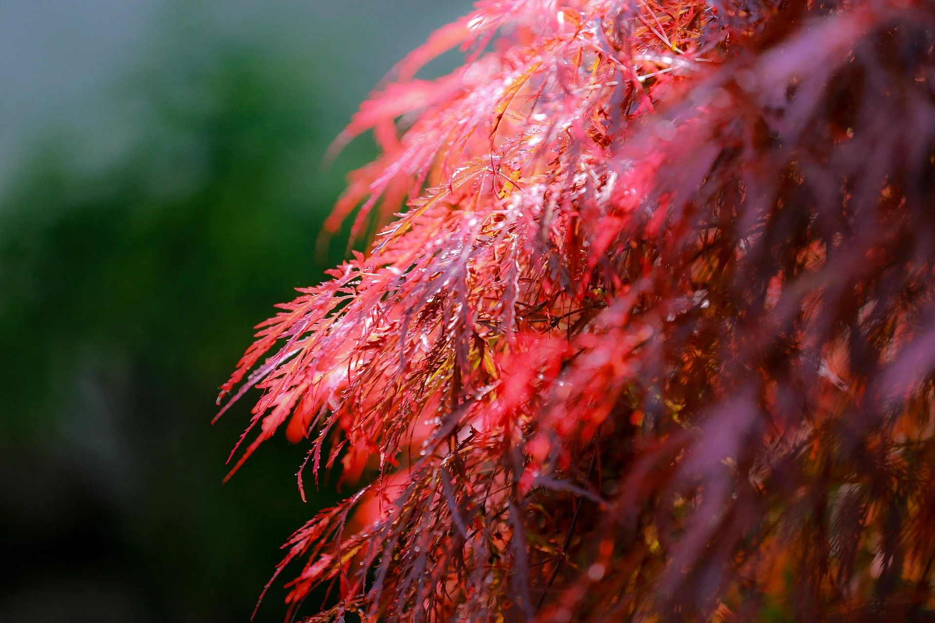 Close-up of vibrant red Japanese maple leaves with a blurred green background.