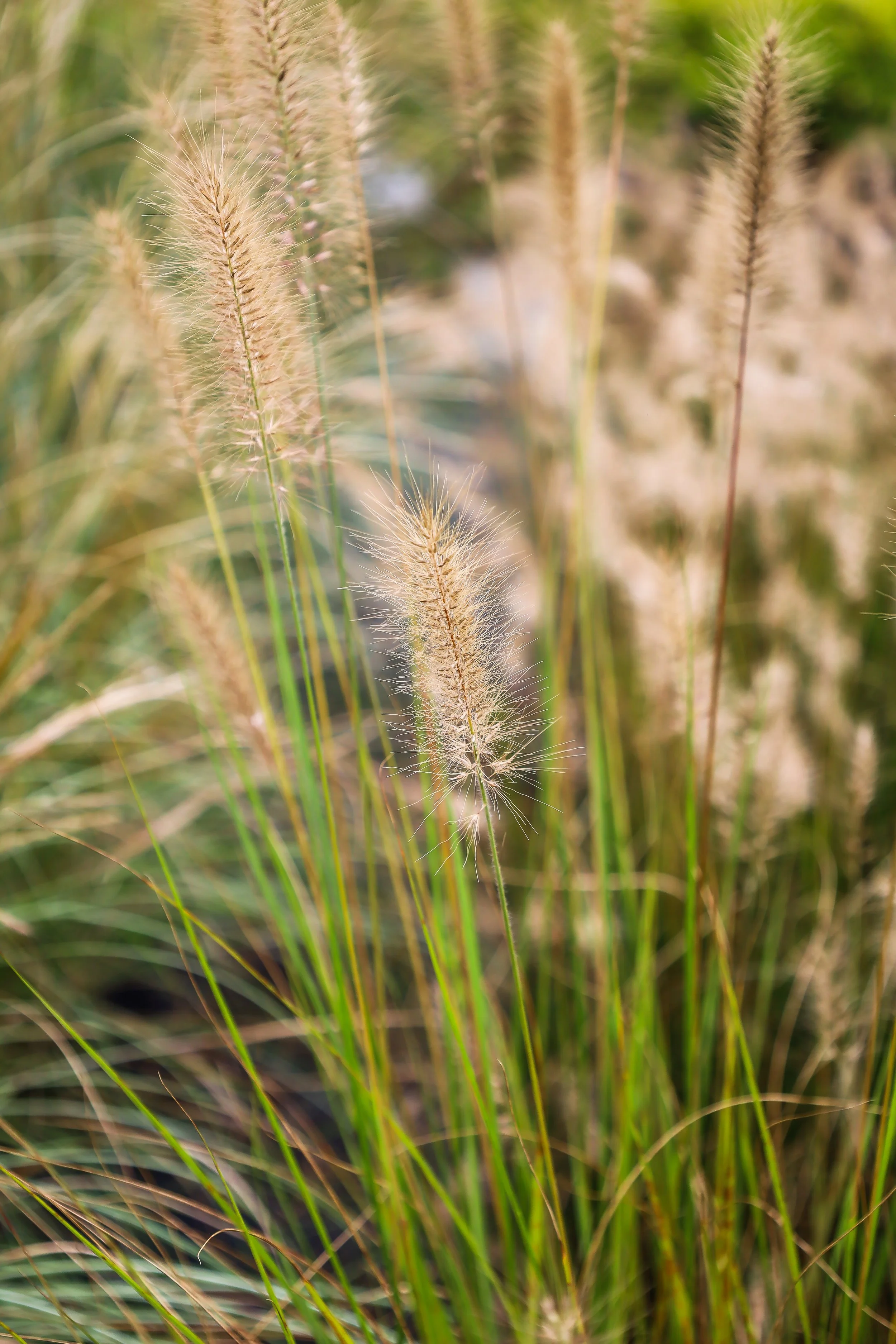 Close-up of tall, fluffy grass with slender green blades, set against a blurred background of similar grasses.