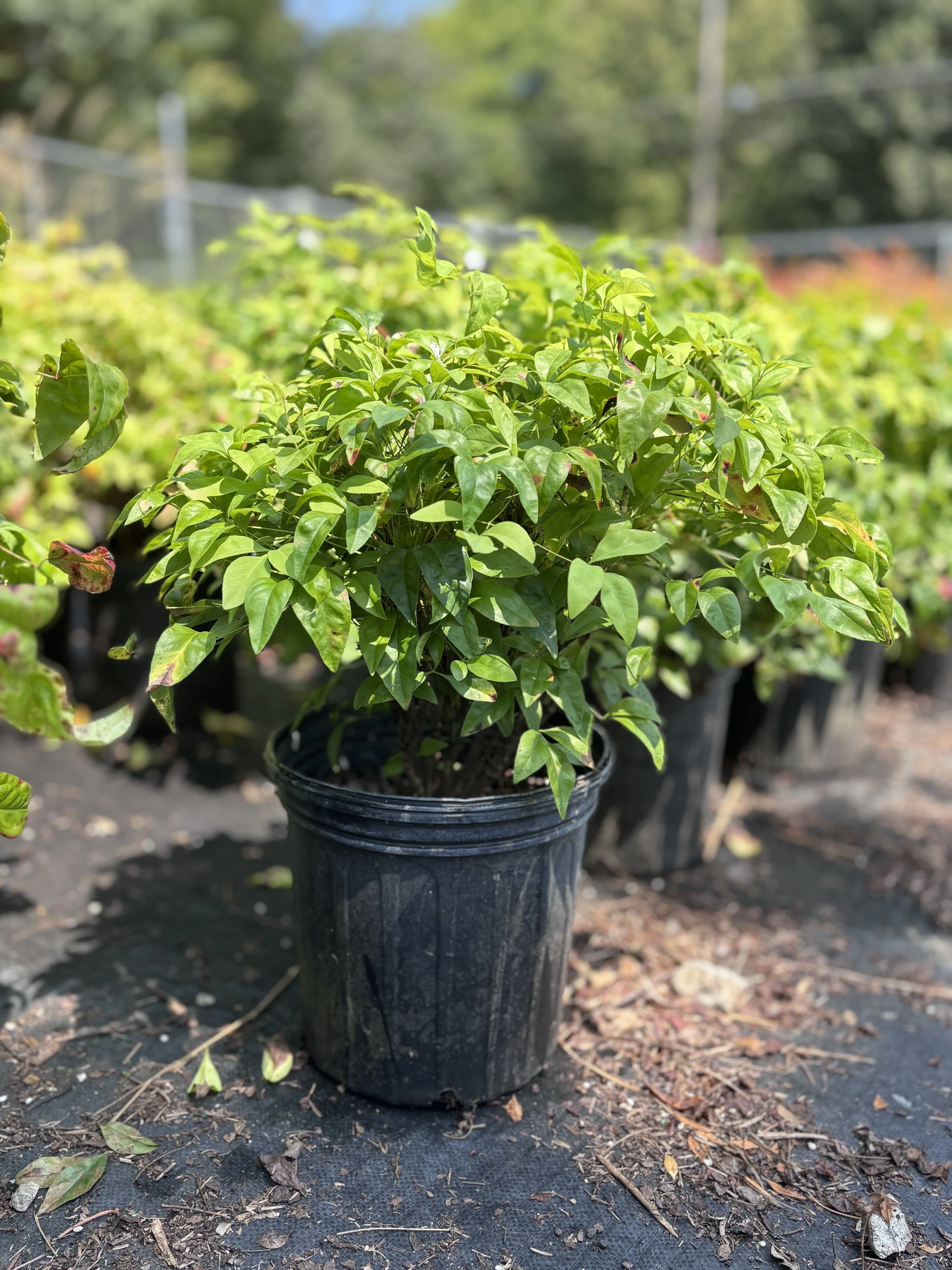 A potted green leafy shrub or plant outdoors on a black mat in a nursery, with other plants and a fence in the background.