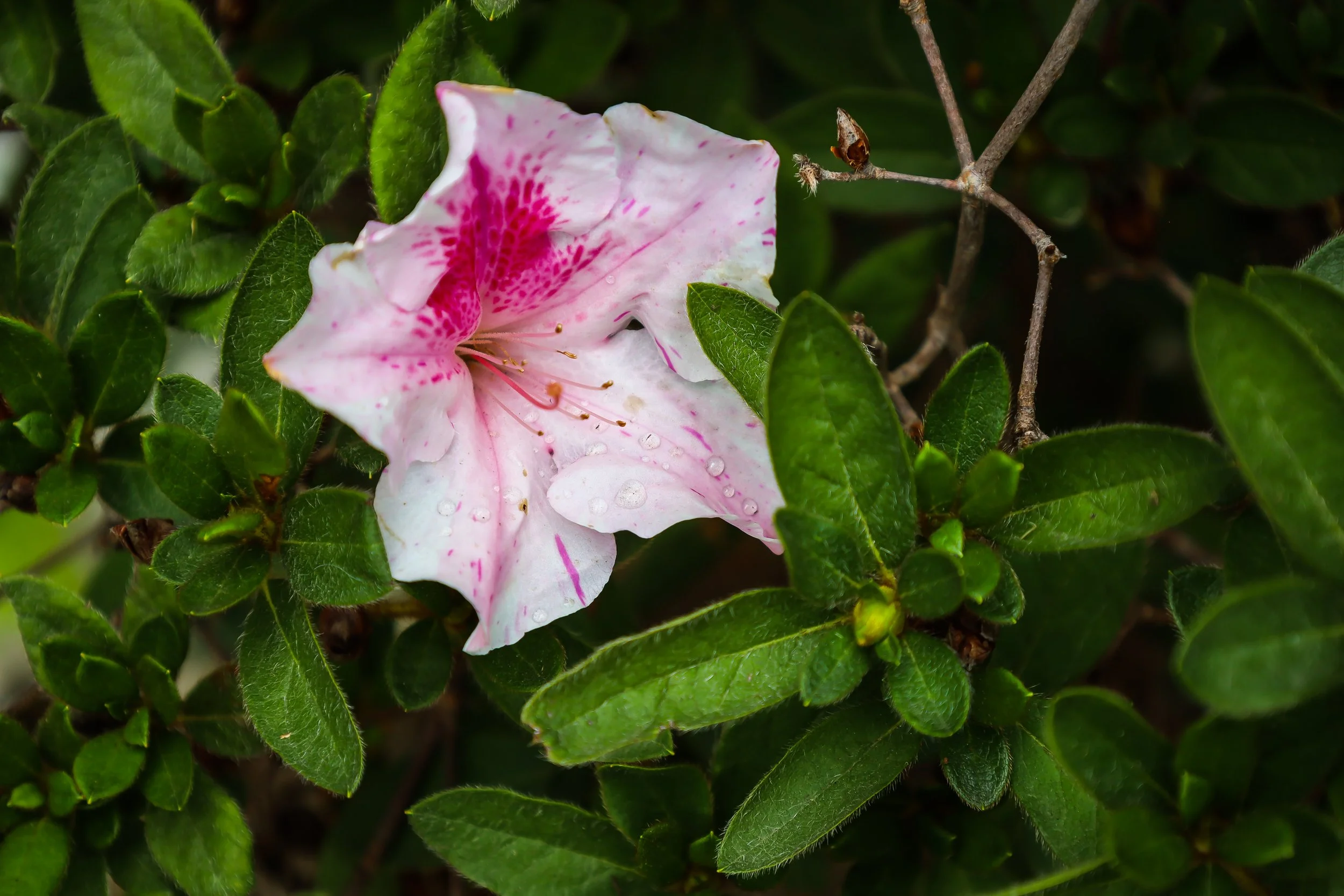 A pink and white azalea flower with water droplets on its petals surrounded by green leaves.