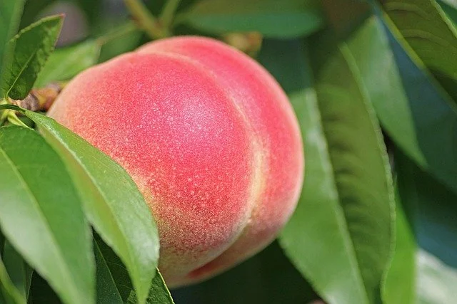 A ripe peach on a tree among green leaves.