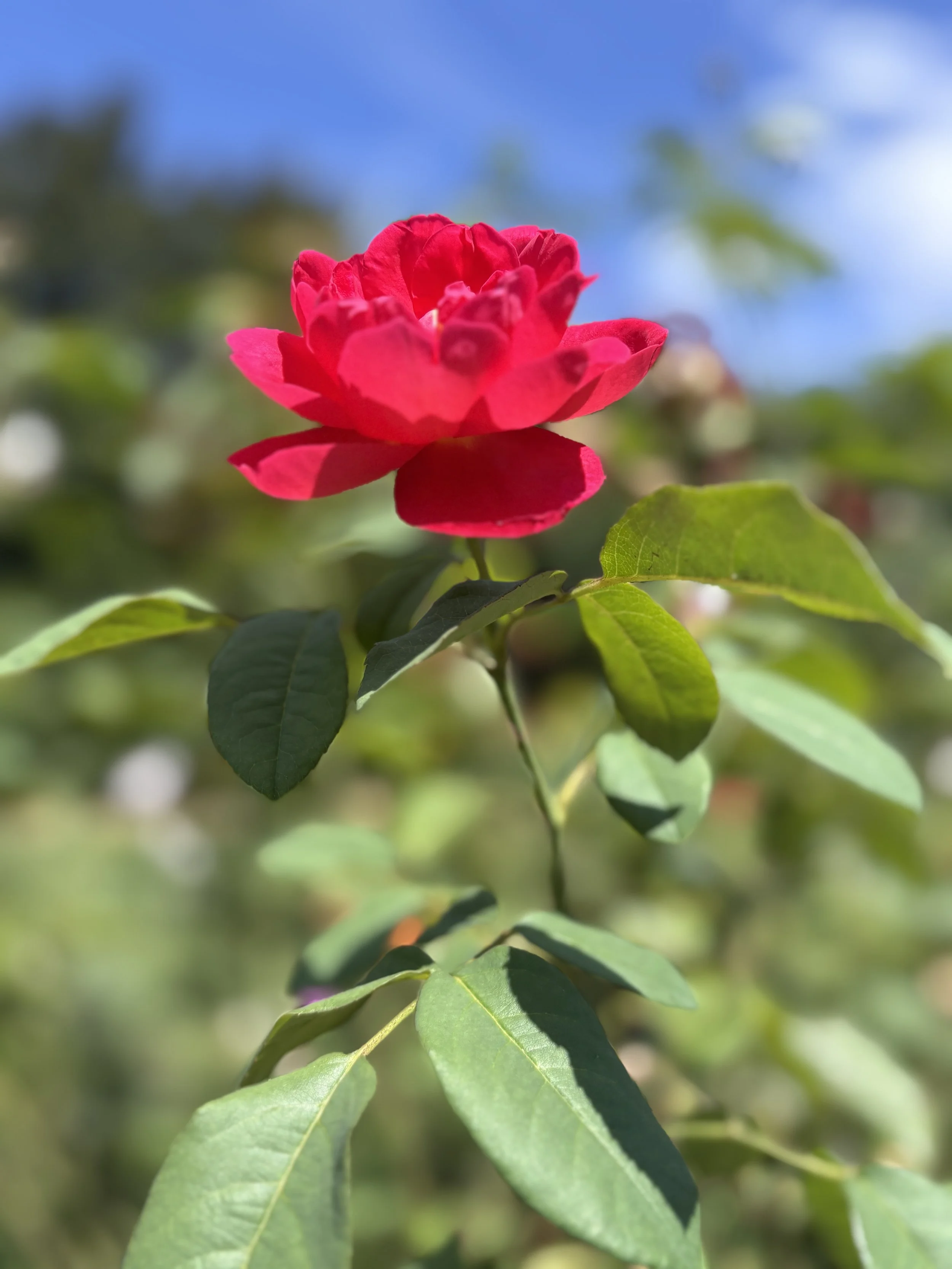Close-up of a bright pink flower with green leaves and a blurred background of trees and a blue sky.