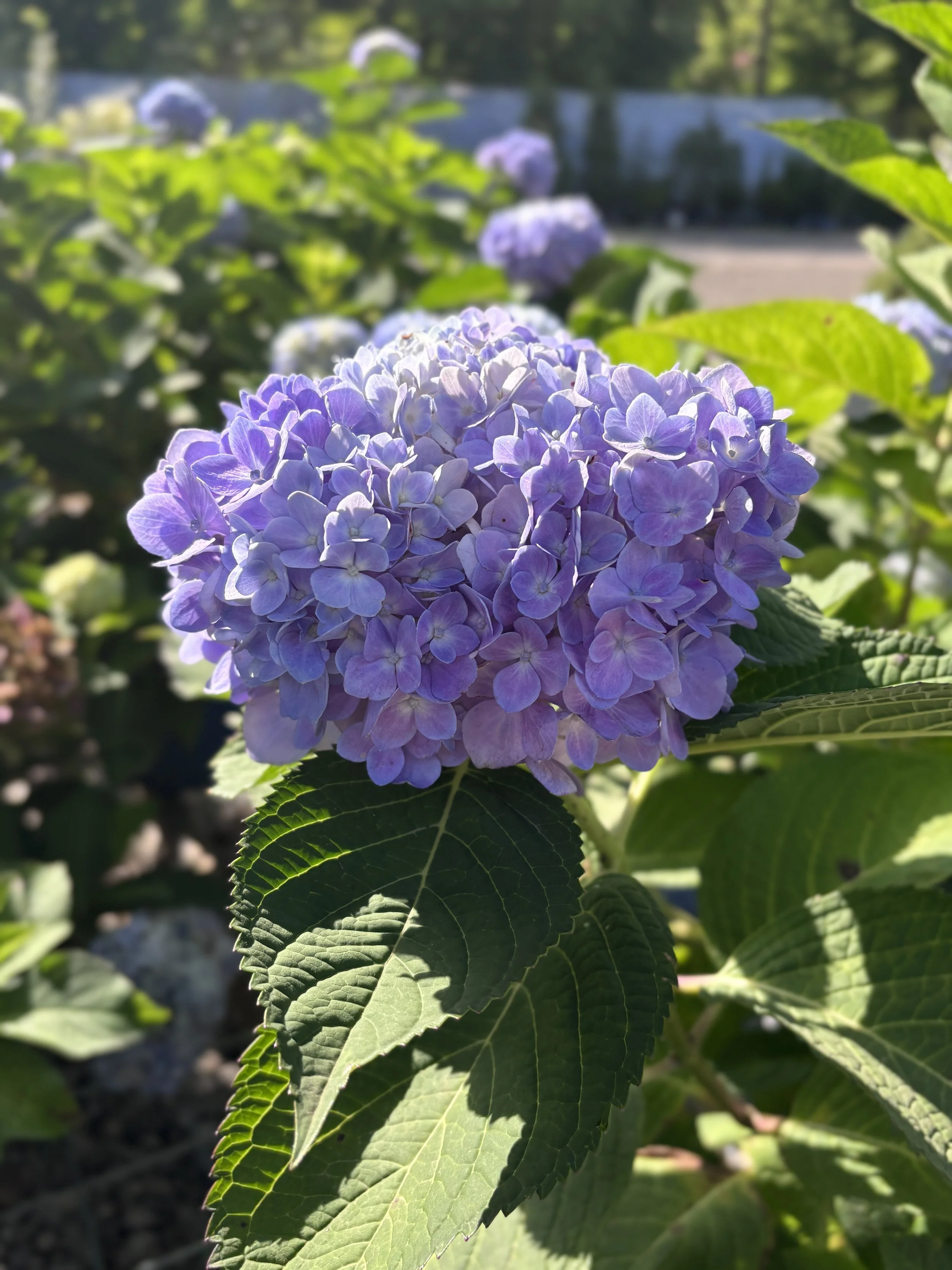 Close-up of a purple hydrangea flower with green leaves, sunlight shining on it, and other hydrangea flowers in the background.