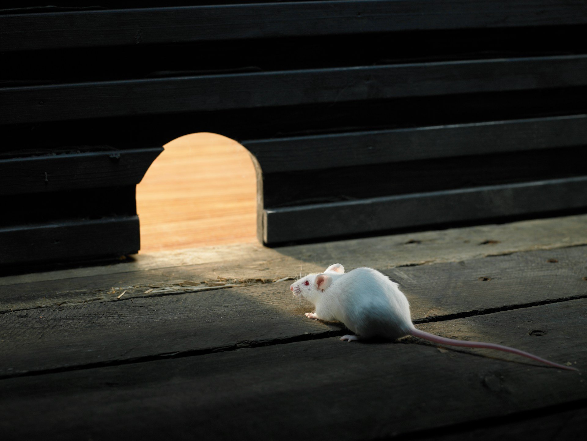 Rat Problems, Mice Problems, and Everything In Between