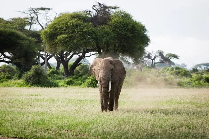 Amboseli_Elephant_Kenya.webp