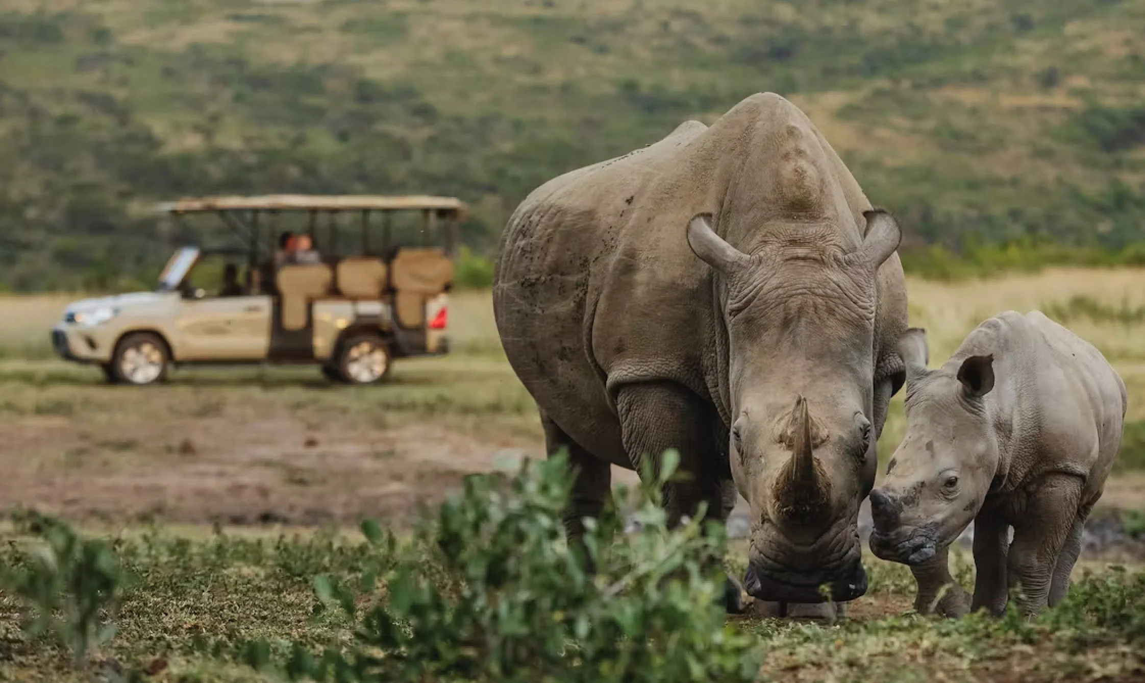 RhinoRidge1.jpeg