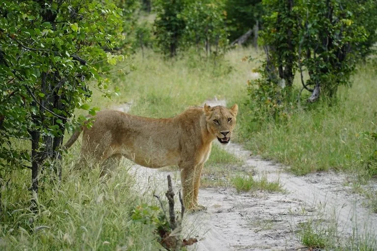 DSC04711-lioness-AZ.JPG