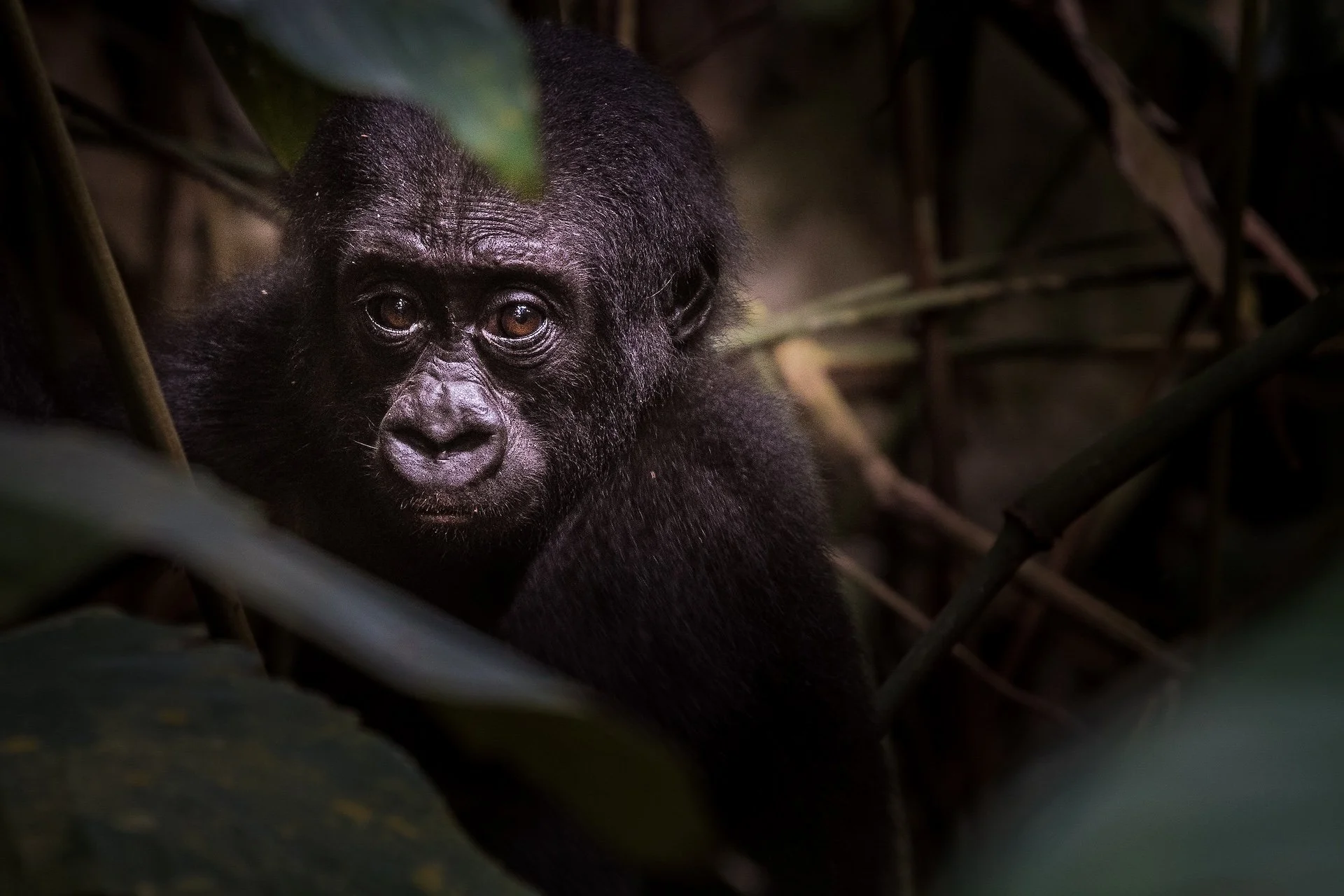 A baby gorilla looking out between leaves