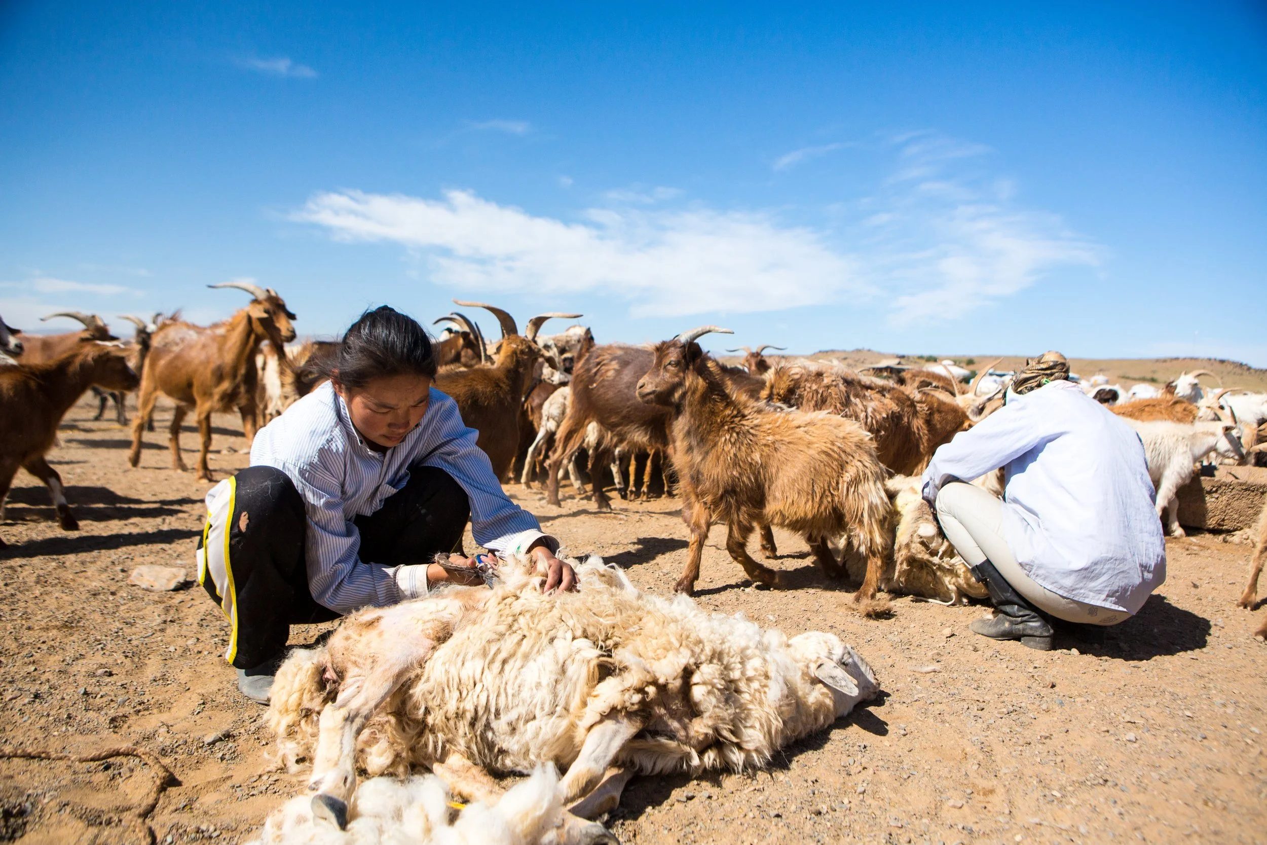 Mongolia-Gobi-Bulgan-copyright-Gan-Ulzii-nomad.jpg