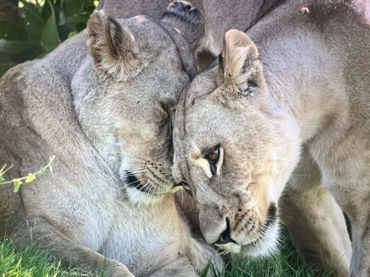FemaleLions.jpeg