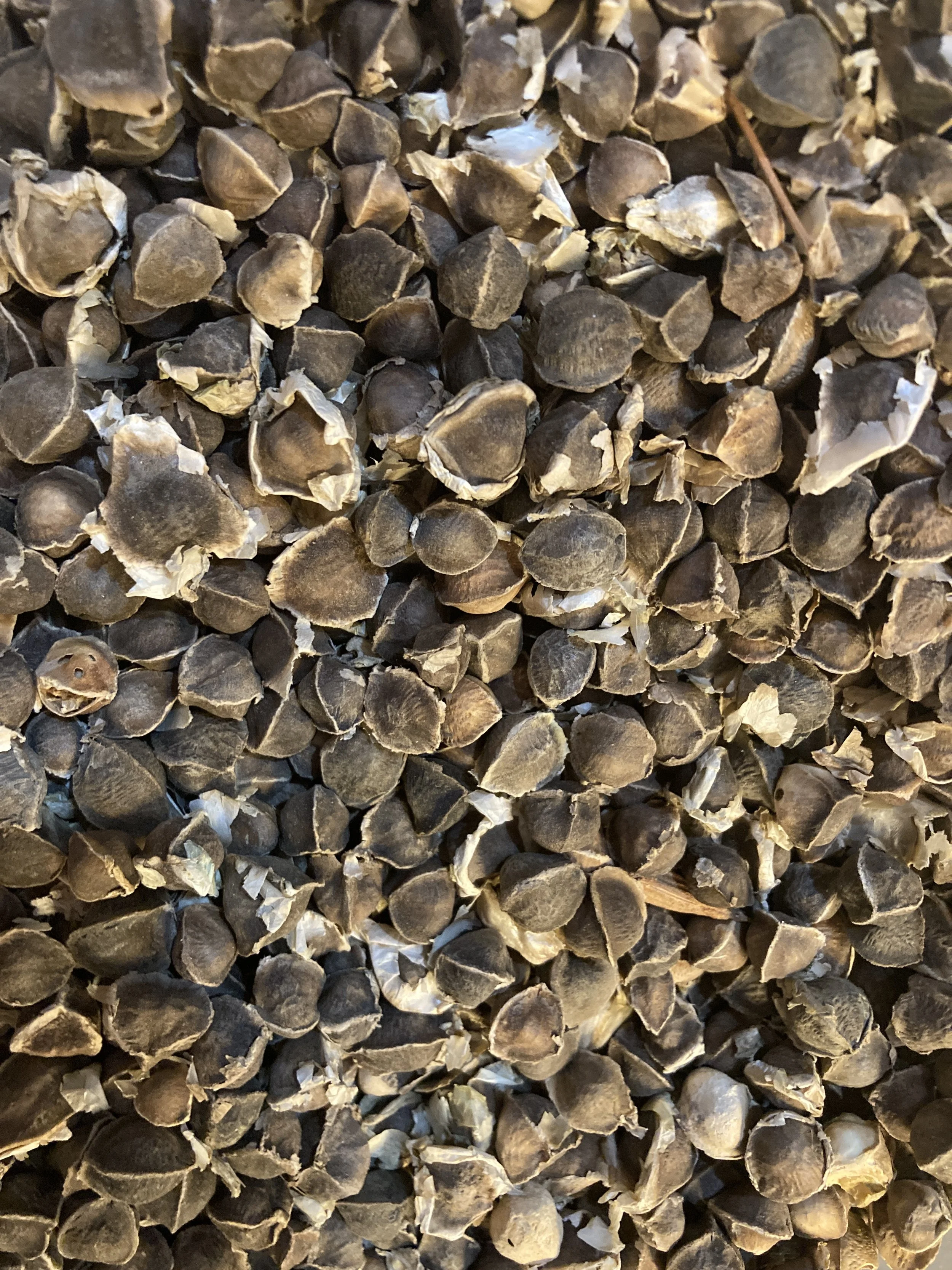 Moringa Seed - Mexico Wild Harvested