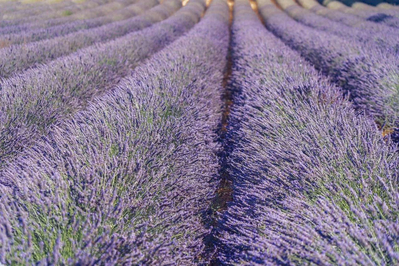 chiemseherin-lavender-7341619_1280.jpg