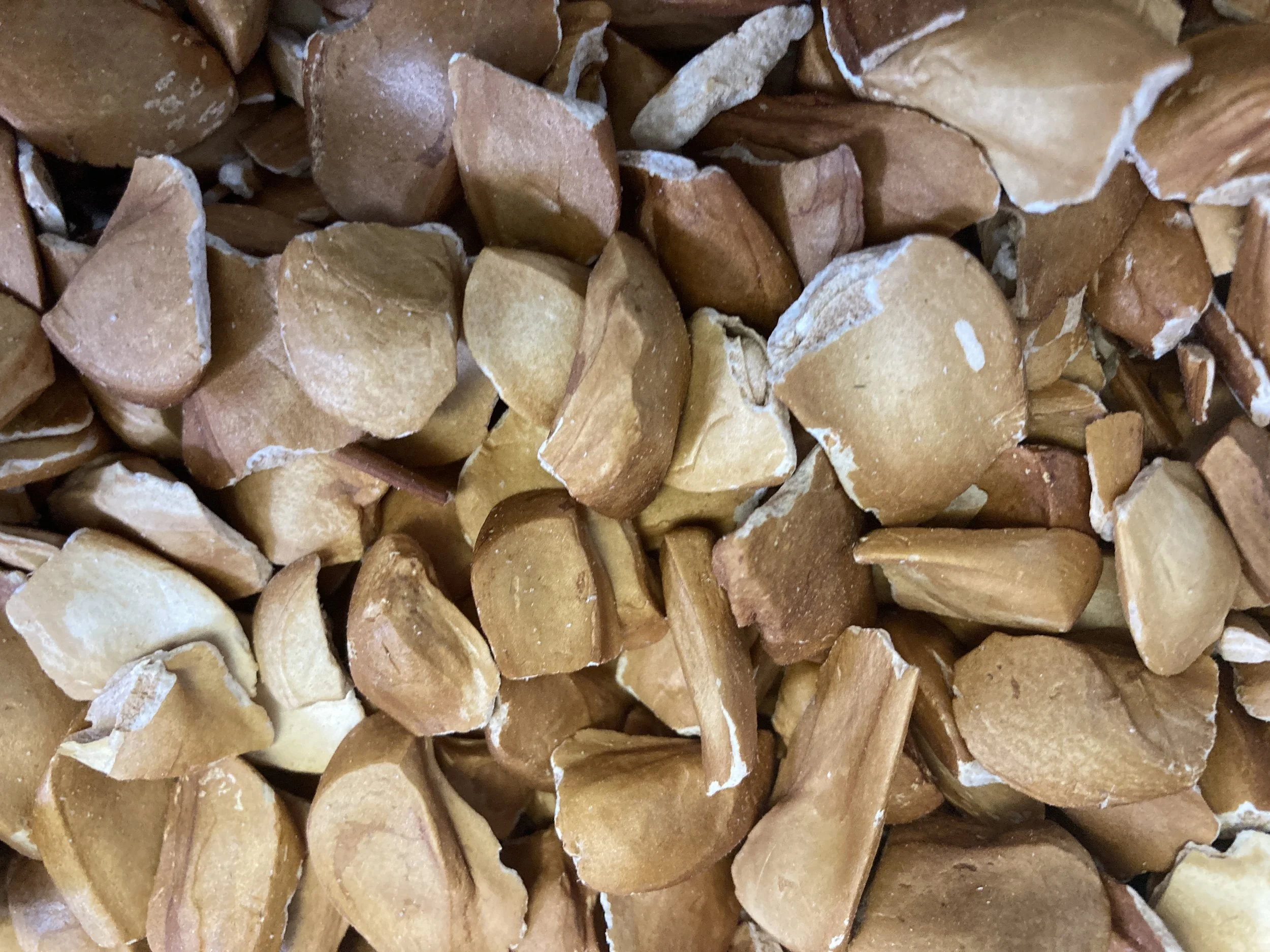 Sky Fruit, aka Mahogany Seed