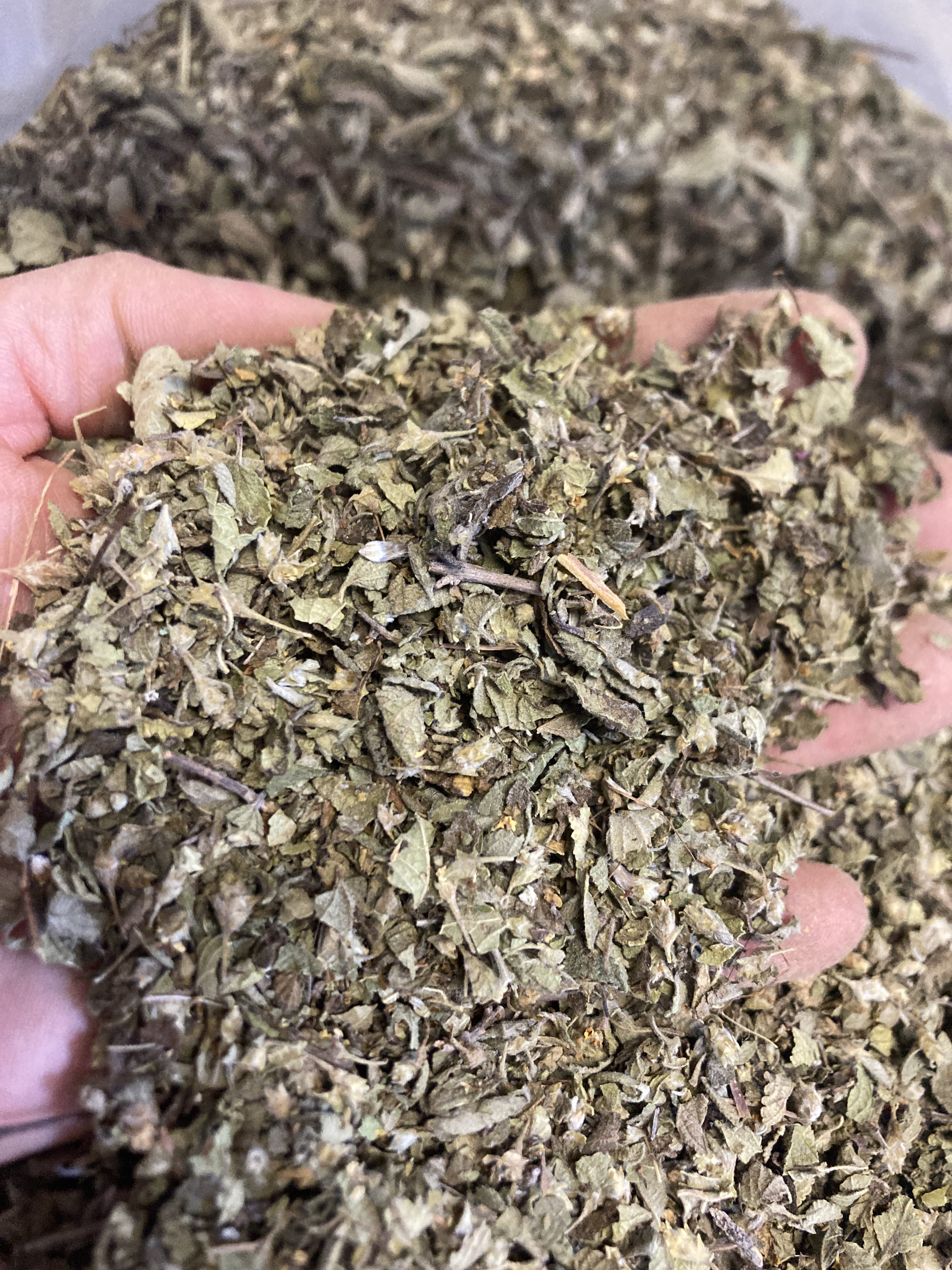 Oregano - Mexican
