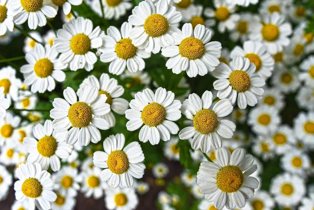 Chamomile Flowers - Organic