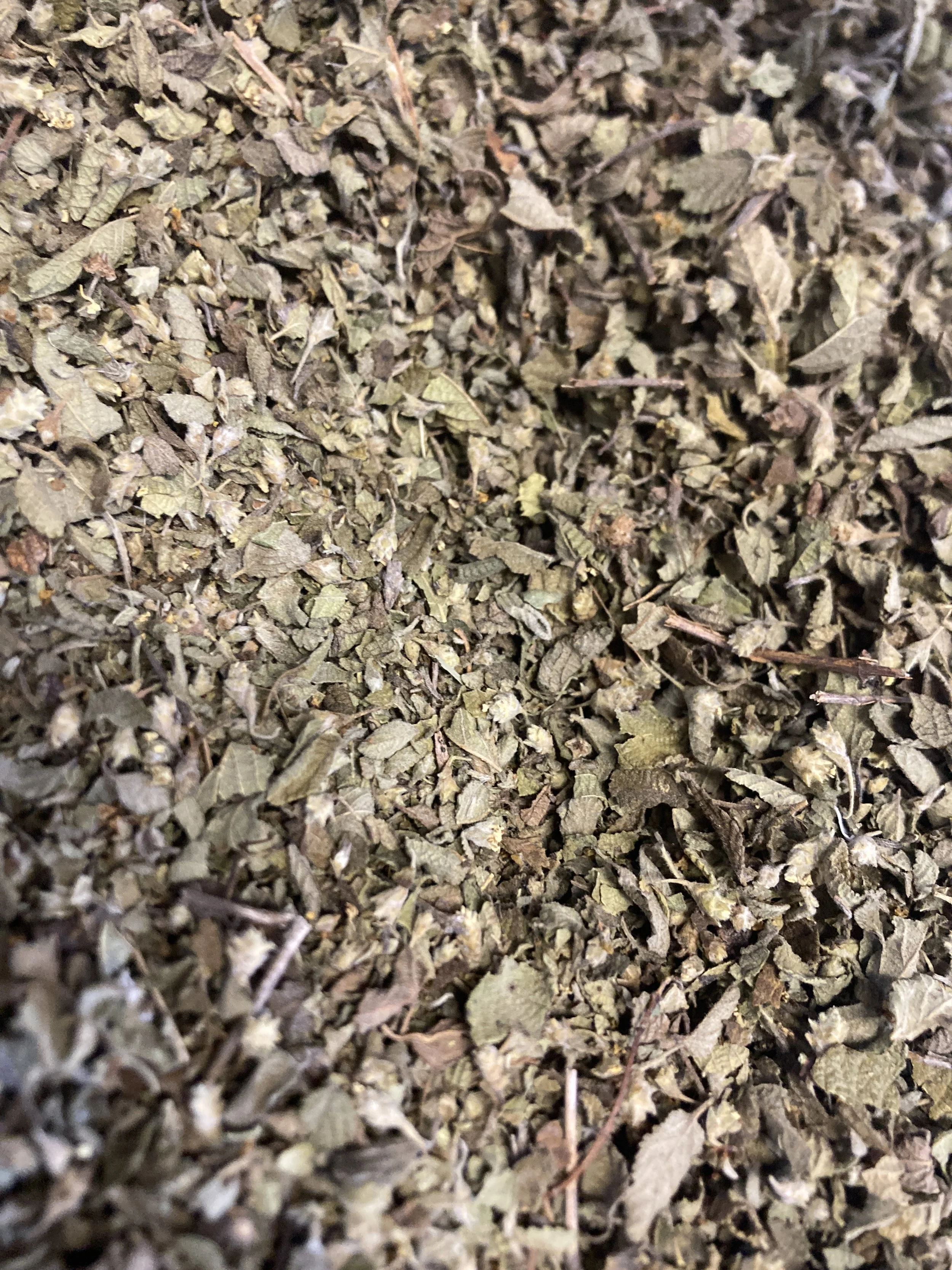 Oregano.JPG