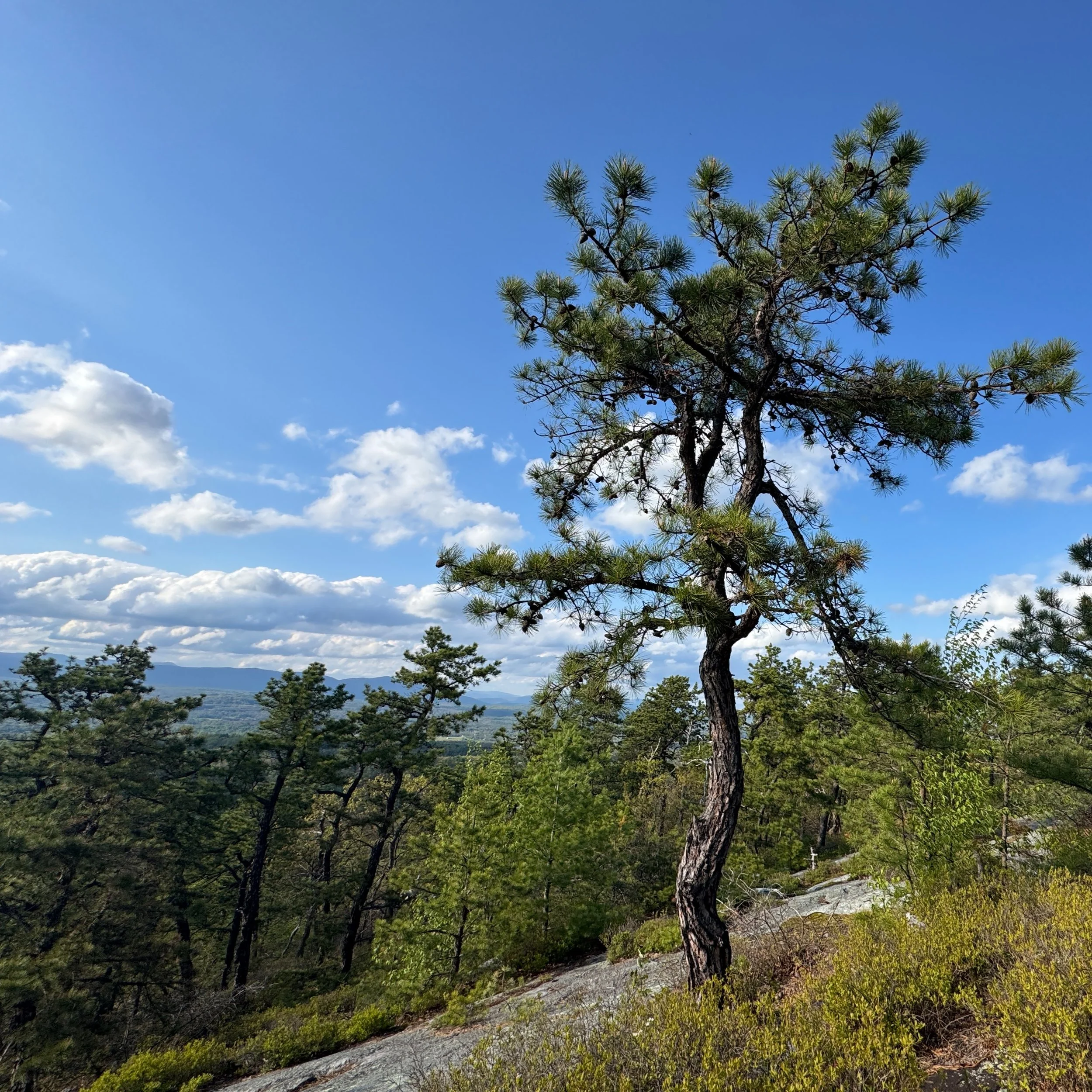 ⛰️ Next Chill Hang: 5/28/26 6-8pm
🆓 Cost: Free (donations optional)
🕯️ Location: @thebridgekingston - 93 Broadway, Kingston, NY 12401

It feels good to be back in the bloom, riding a wild wave of creative spring energy. Stop by our next outdoor gat